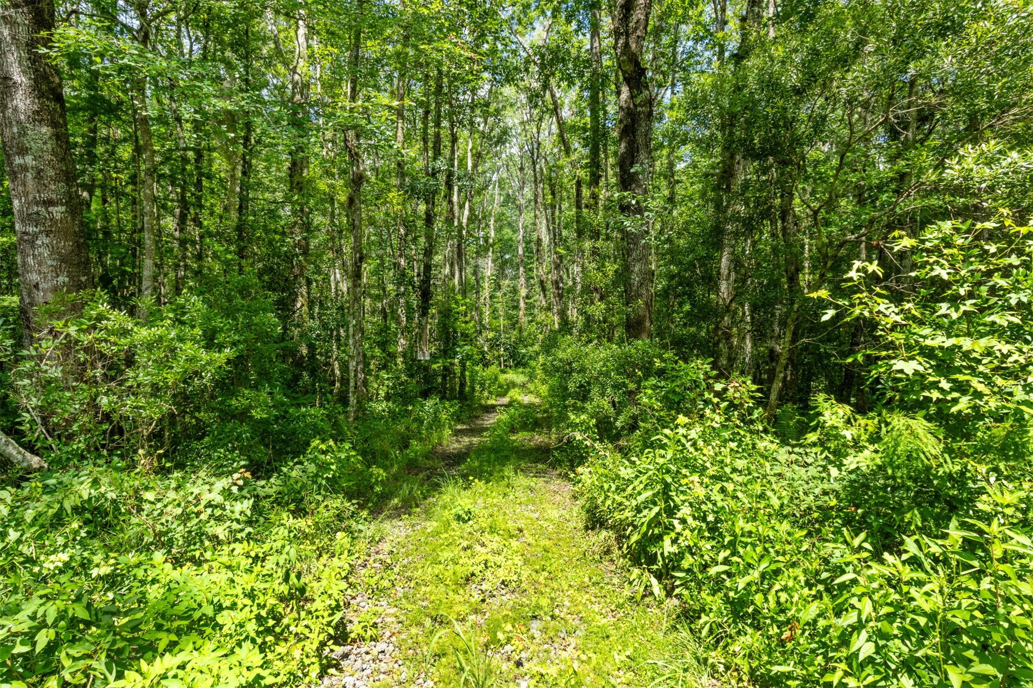 37854 Kings Ferry Road Hilliard, FL 32046 - Photo 52 of 52 a view of a lush green forest
