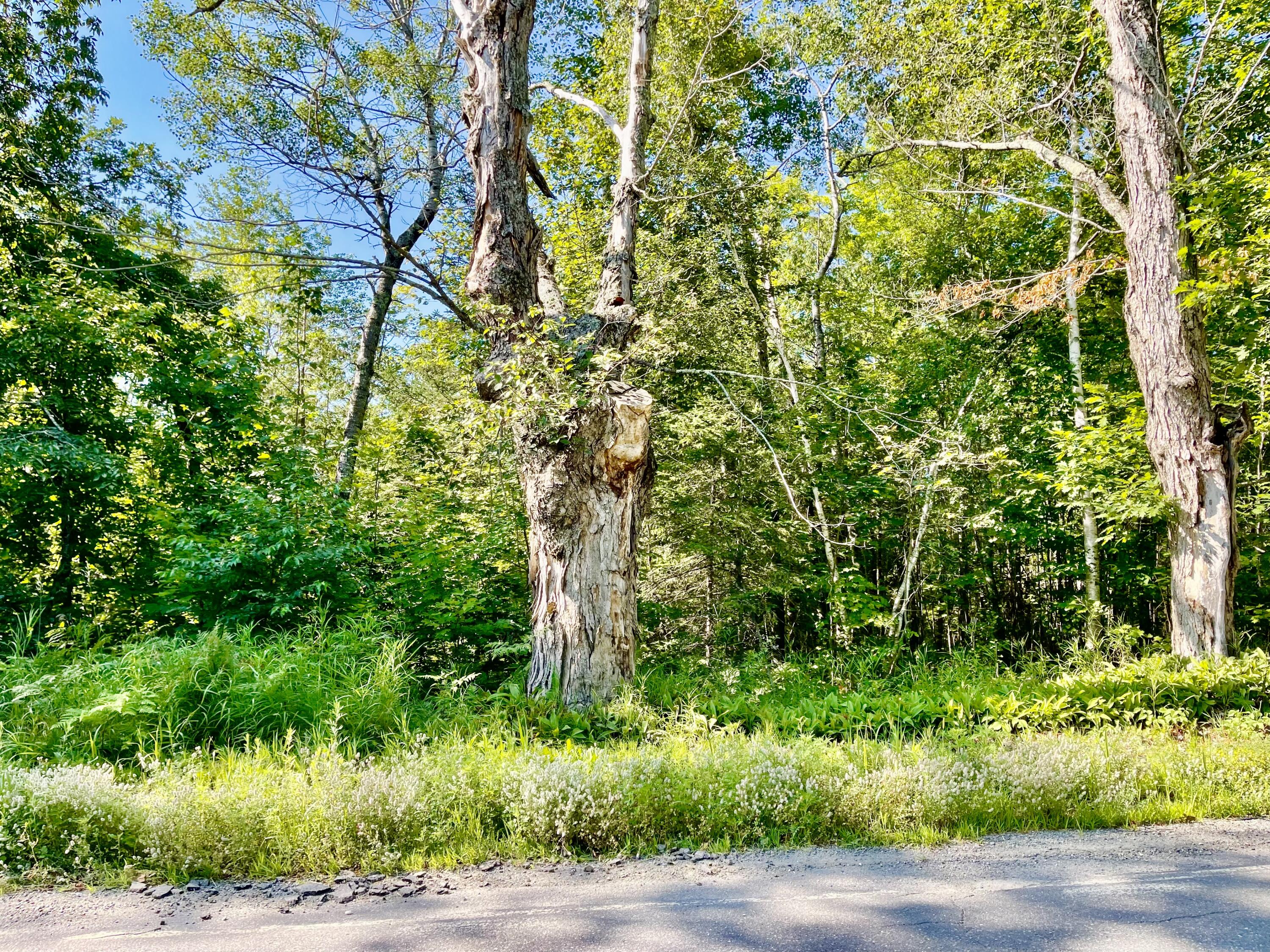148 Kenduskeag Road Levant, ME 04456 - Photo 58 of 61 Land