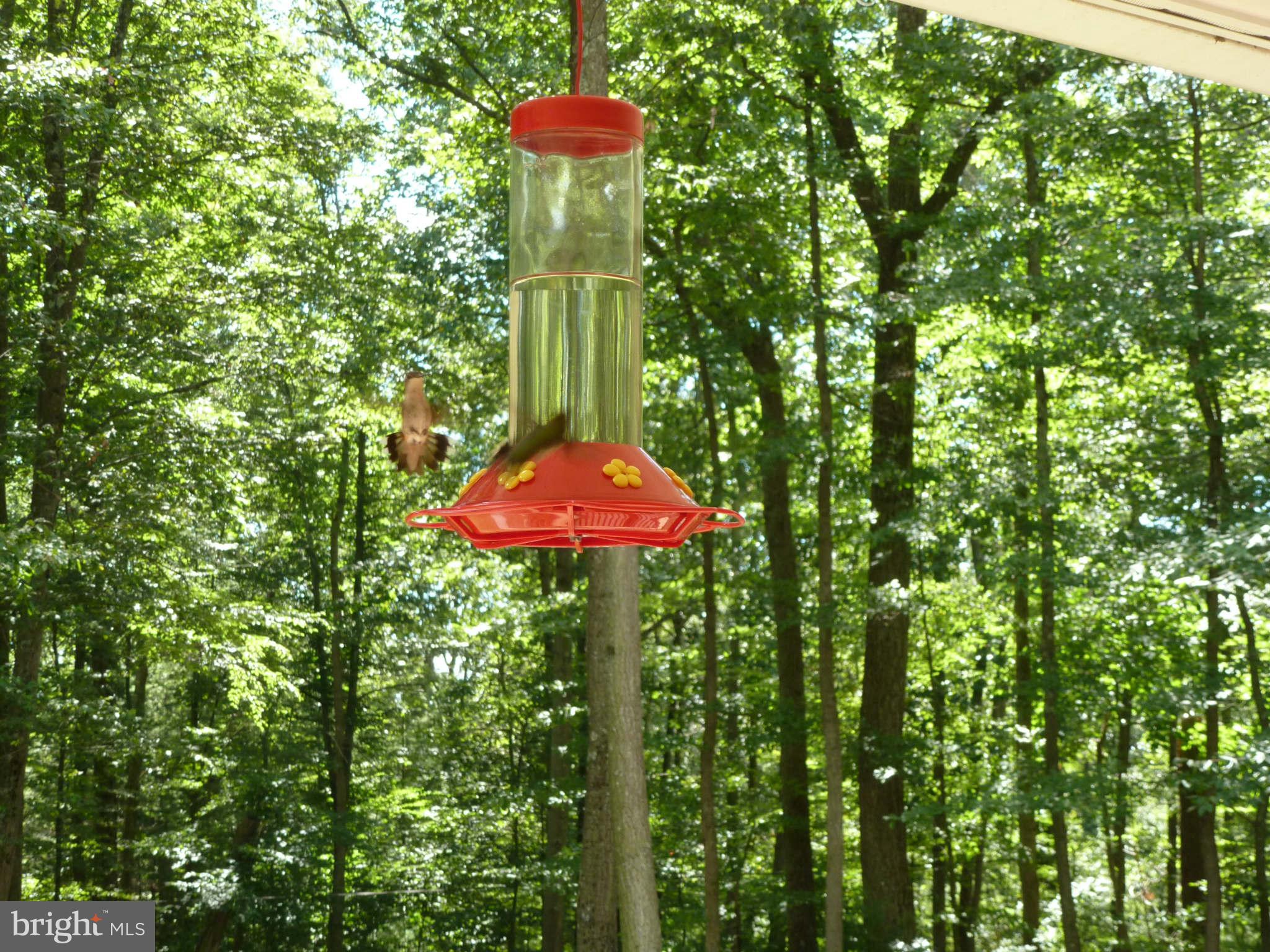 13600 Loy Wolfe Road Smithsburg, MD 21783 - Photo 16 of 28 Hummingbirds flock to feeders