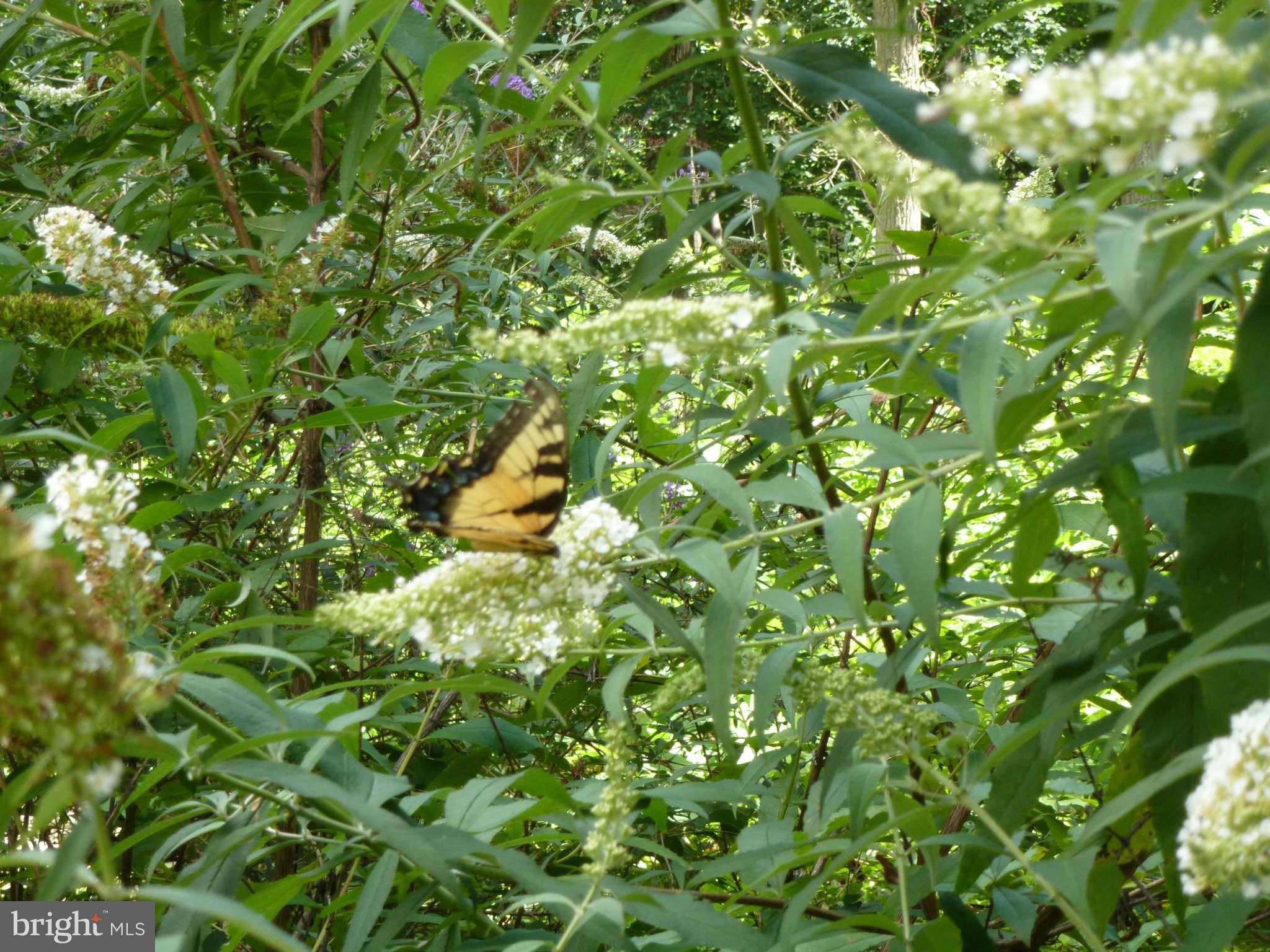 13600 Loy Wolfe Road Smithsburg, MD 21783 - Photo 17 of 28 Butterflies on butterfly bushes