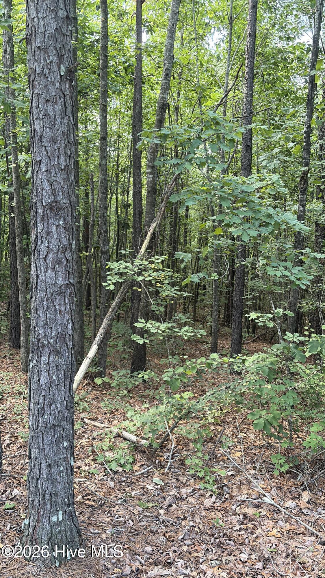 Tbd Green Road Ellerbe, NC 28338 - Photo 9 of 23