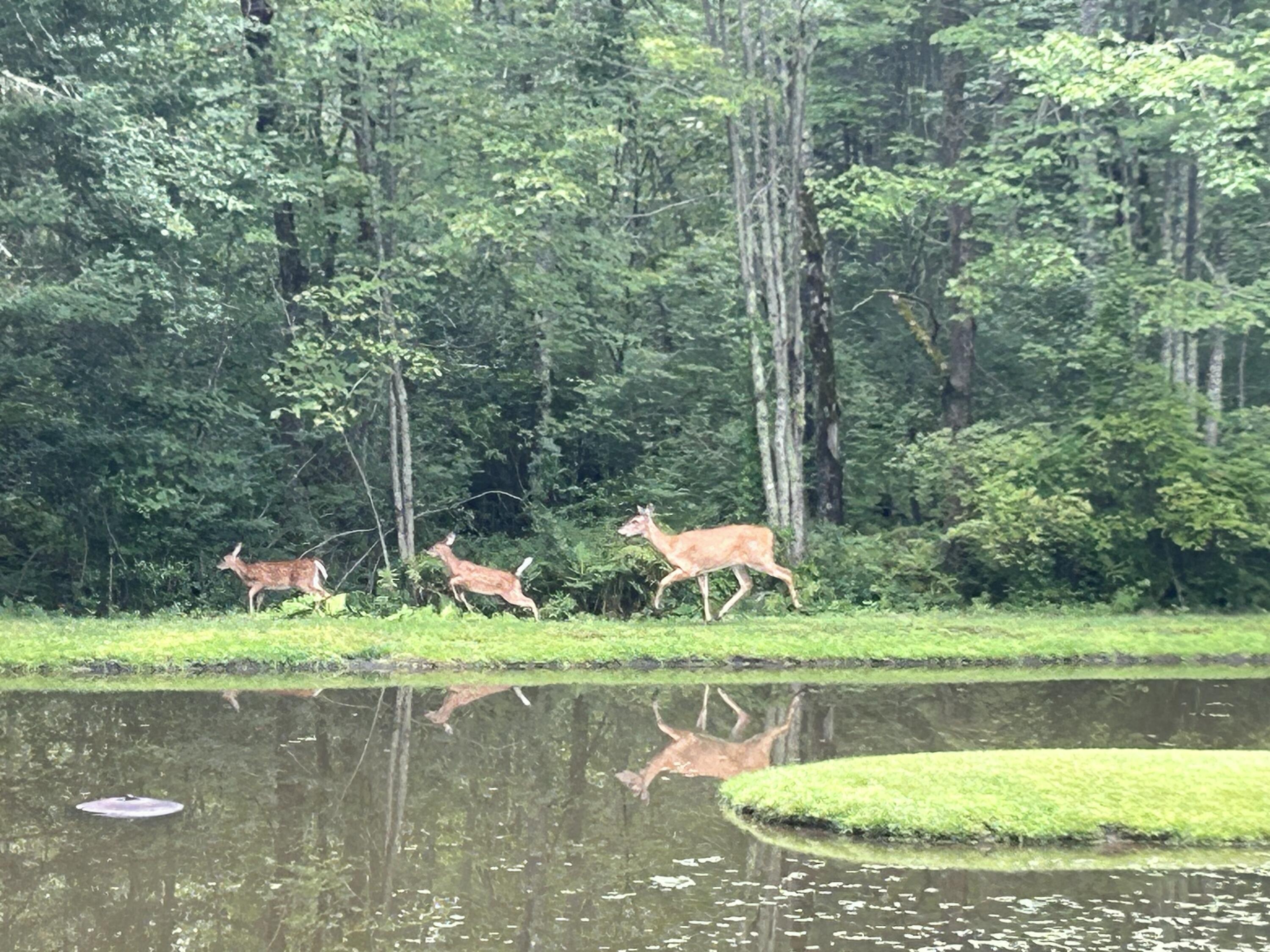 1159 Hotel Road Auburn, ME 04210 - Photo 28 of 35 Deer by Pond