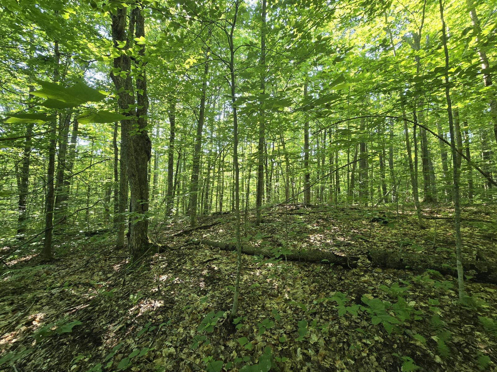 Lot 67 Temple Road Temple, ME 04984 - Photo 11 of 37 20260629_092256