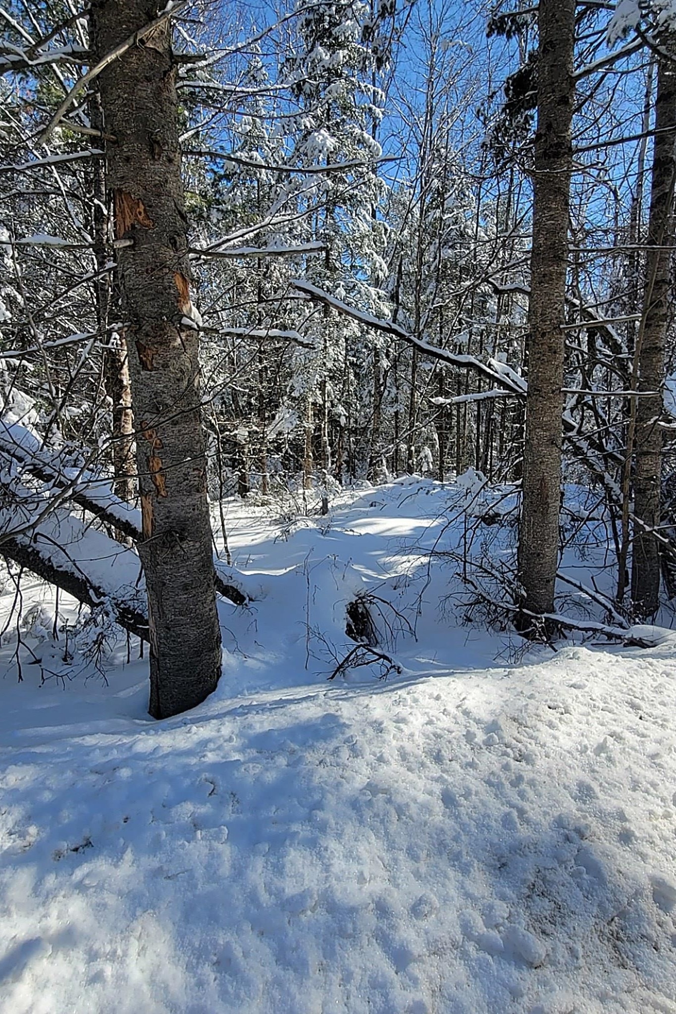 0 French Pond Road, Unit 55 AND 56 Woodsville, NH 03785 - Photo 11 of 16