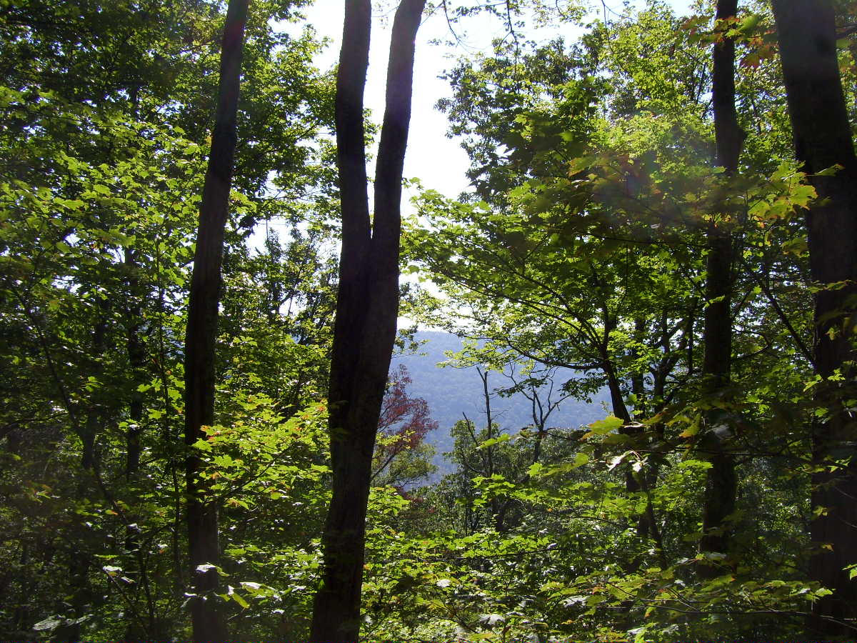 488 Racoon Lane Pioneer, TN 37847 - Photo 11 of 11 acreage 005