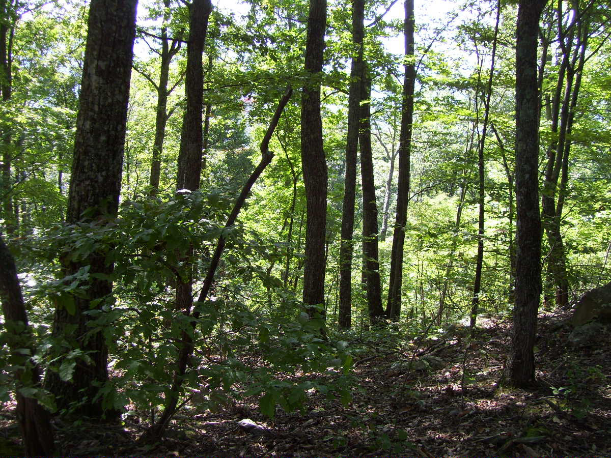 acreage 006