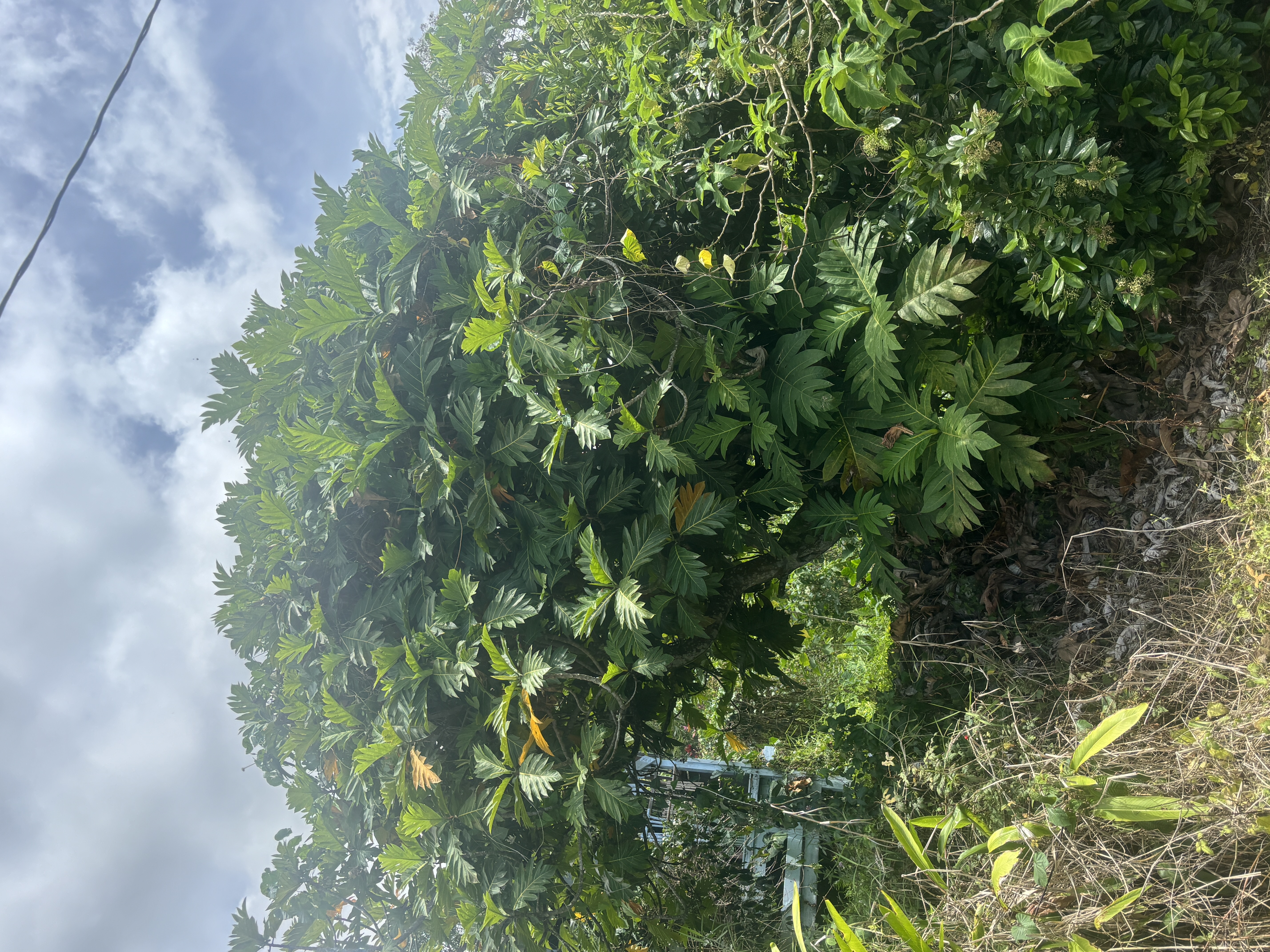 84-1226 Bruner Road Captain Cook, HI 96704 - Photo 19 of 28 a view of a forest