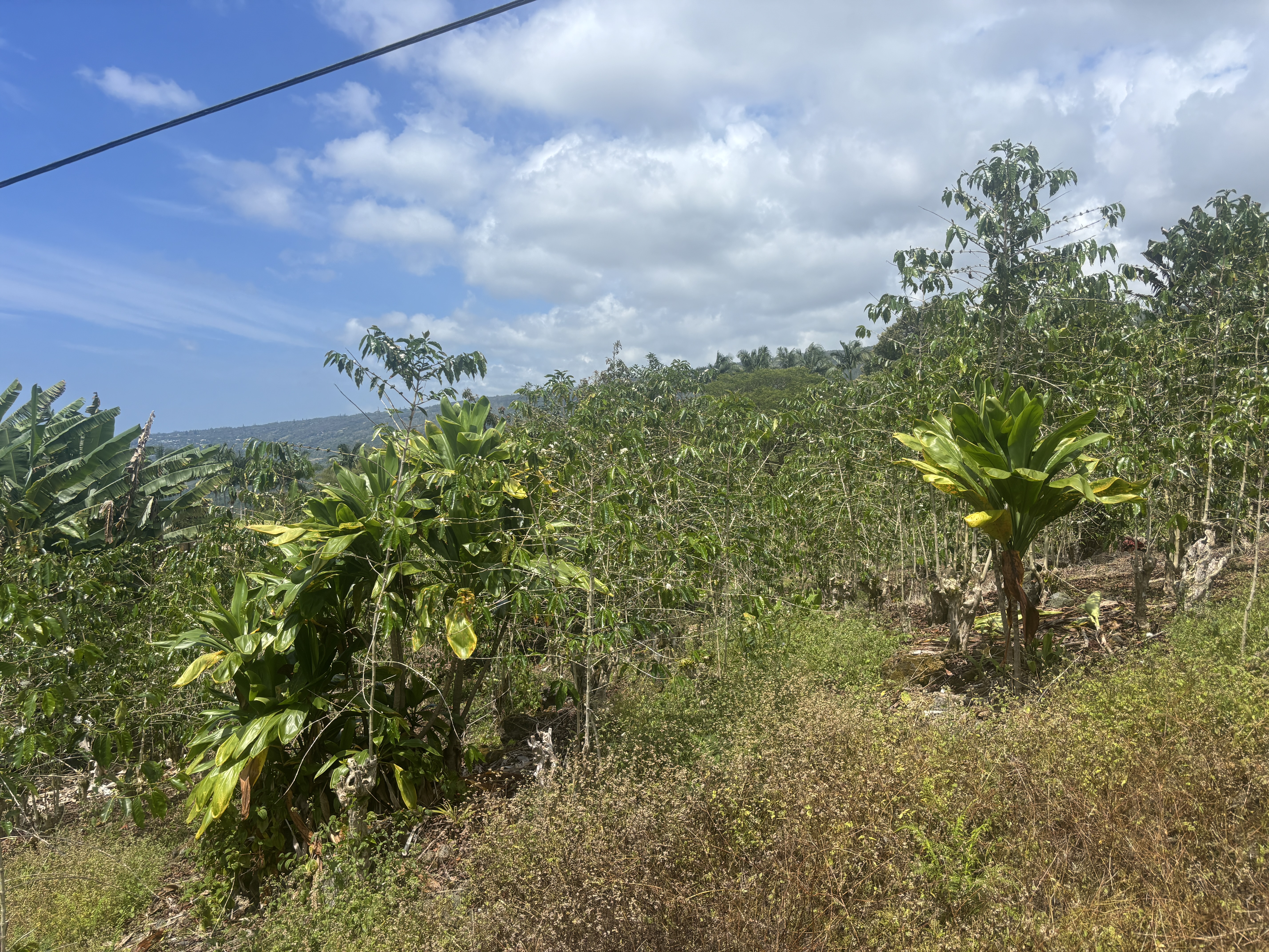 84-1226 Bruner Road Captain Cook, HI 96704 - Photo 20 of 28 a view of a bunch of trees
