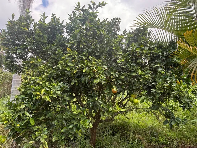 a view of a plant in a garden