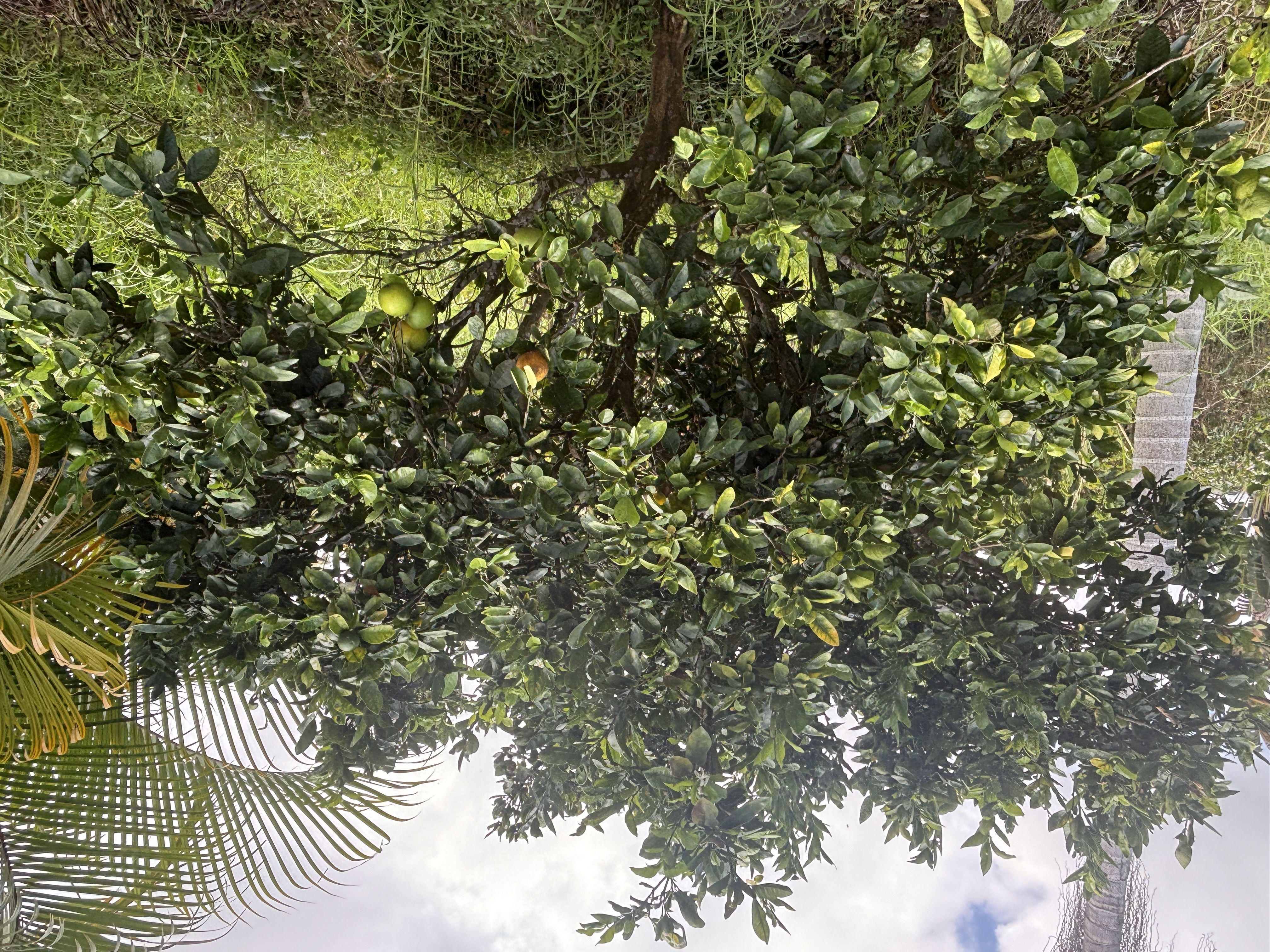 84-1226 Bruner Road Captain Cook, HI 96704 - Photo 21 of 28 a view of a plant in a garden