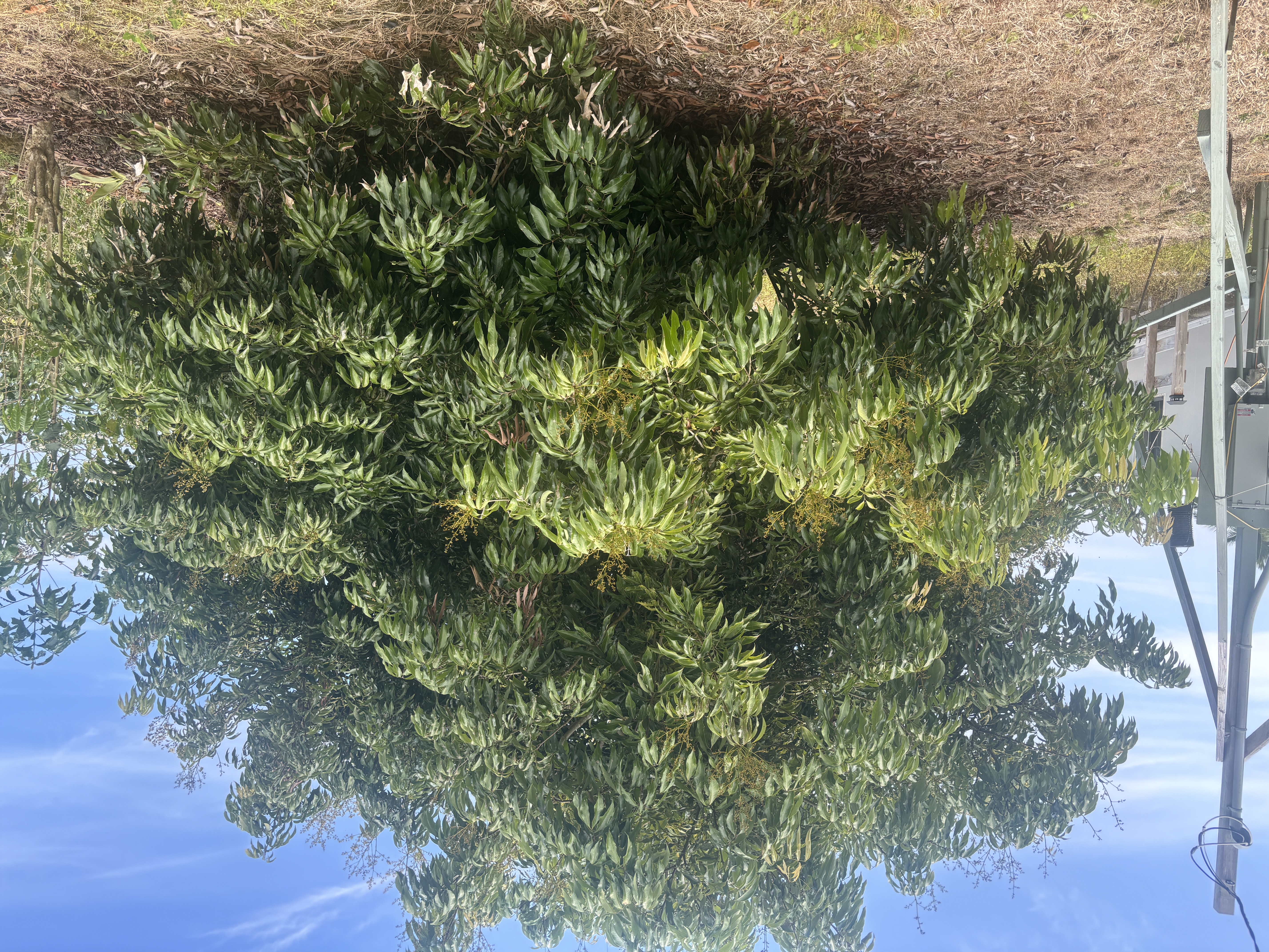 84-1226 Bruner Road Captain Cook, HI 96704 - Photo 22 of 28 a view of a forest with a tree