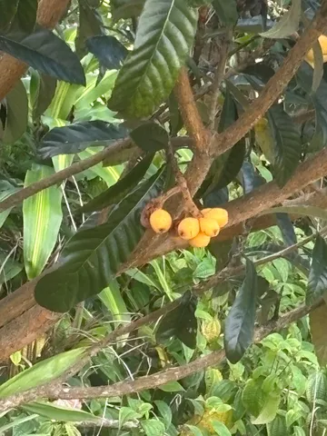 a view of banana tree