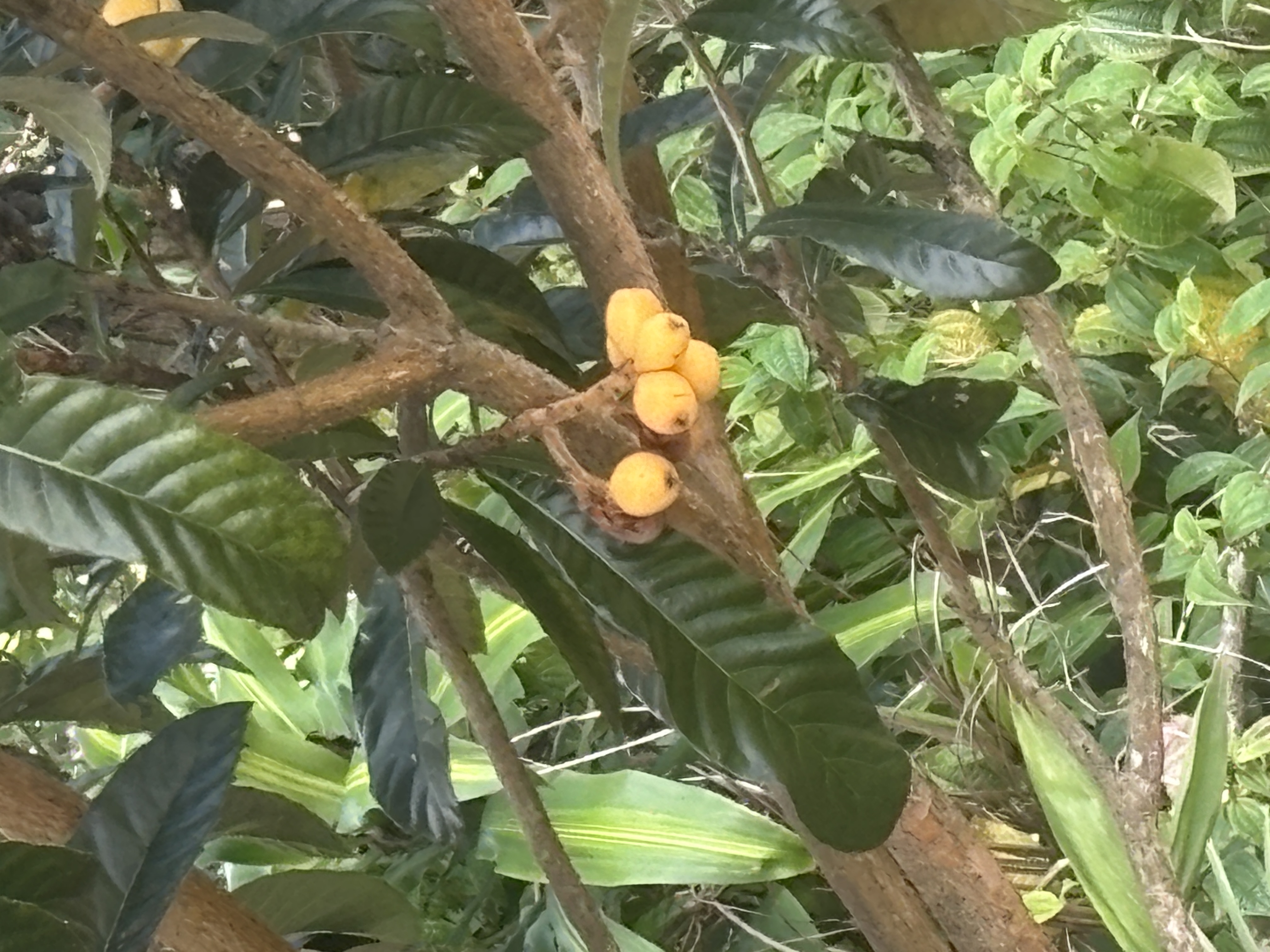 84-1226 Bruner Road Captain Cook, HI 96704 - Photo 23 of 28 a view of banana tree