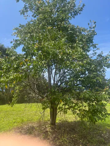 a view of a yard with an trees
