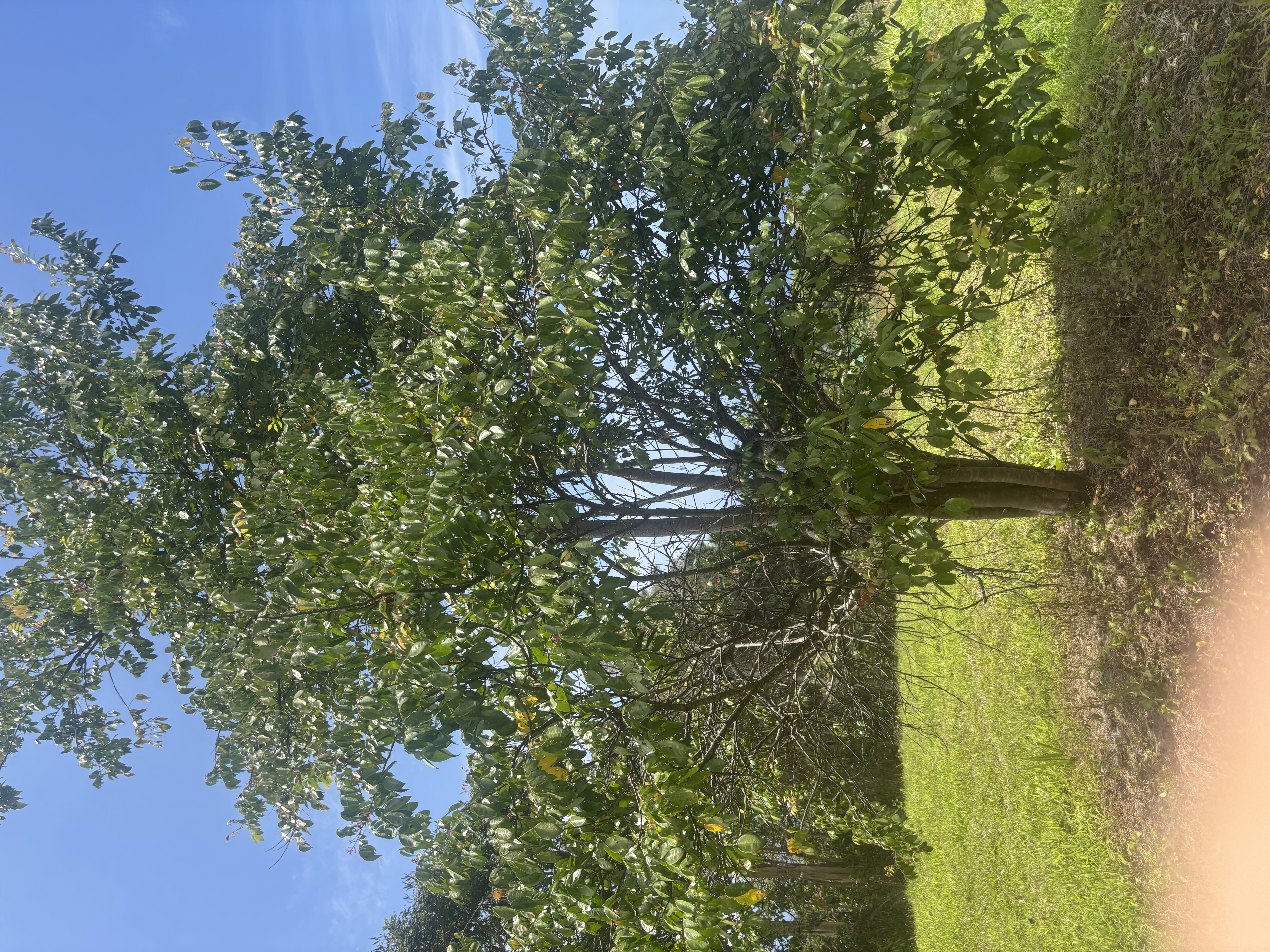84-1226 Bruner Road Captain Cook, HI 96704 - Photo 24 of 28 a view of a yard with an trees