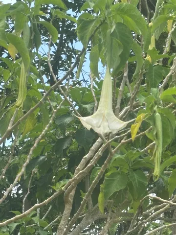 a close up of a plant in a garden