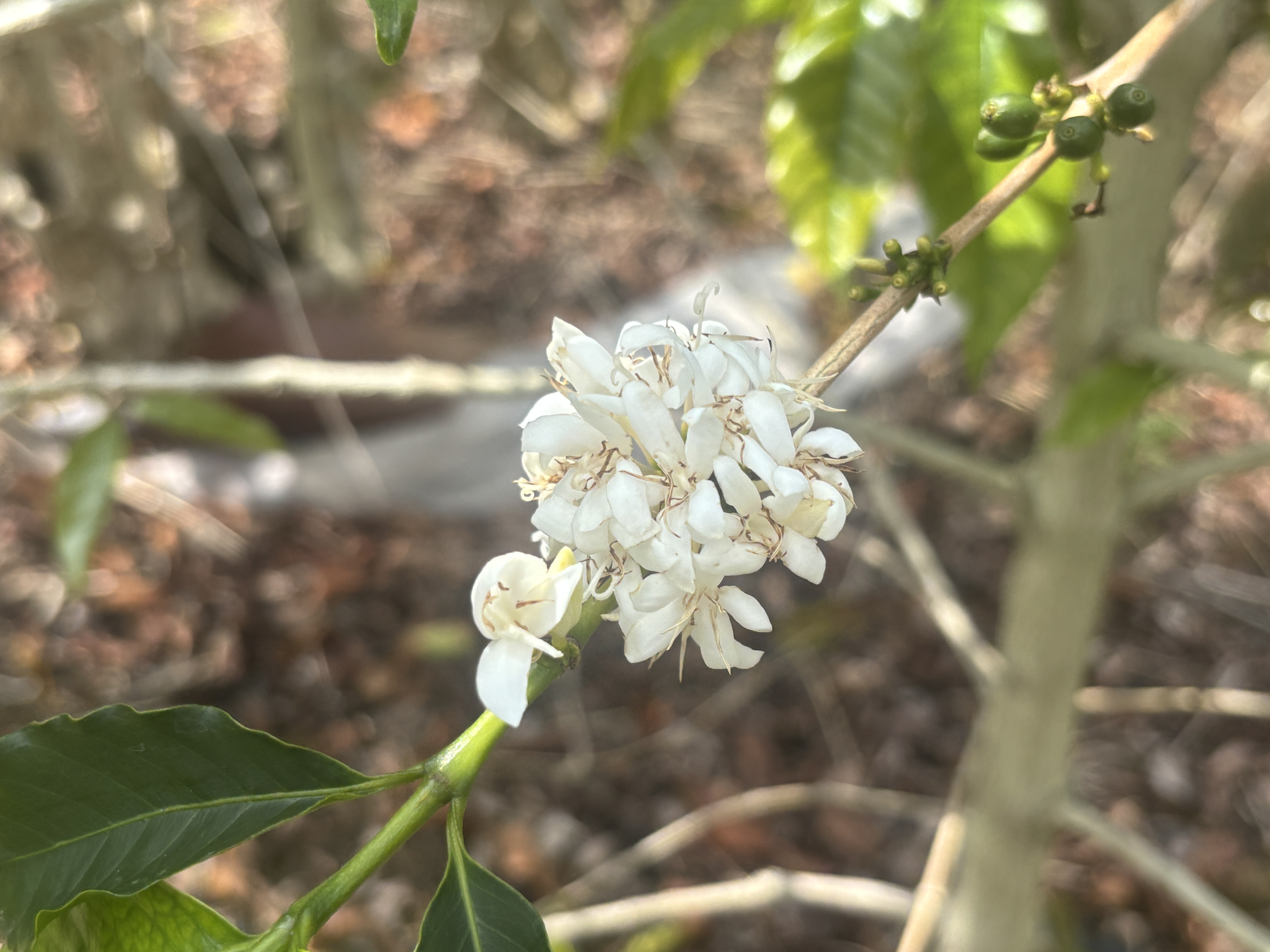 84-1226 Bruner Road Captain Cook, HI 96704 - Photo 27 of 28 a close up of a white flower