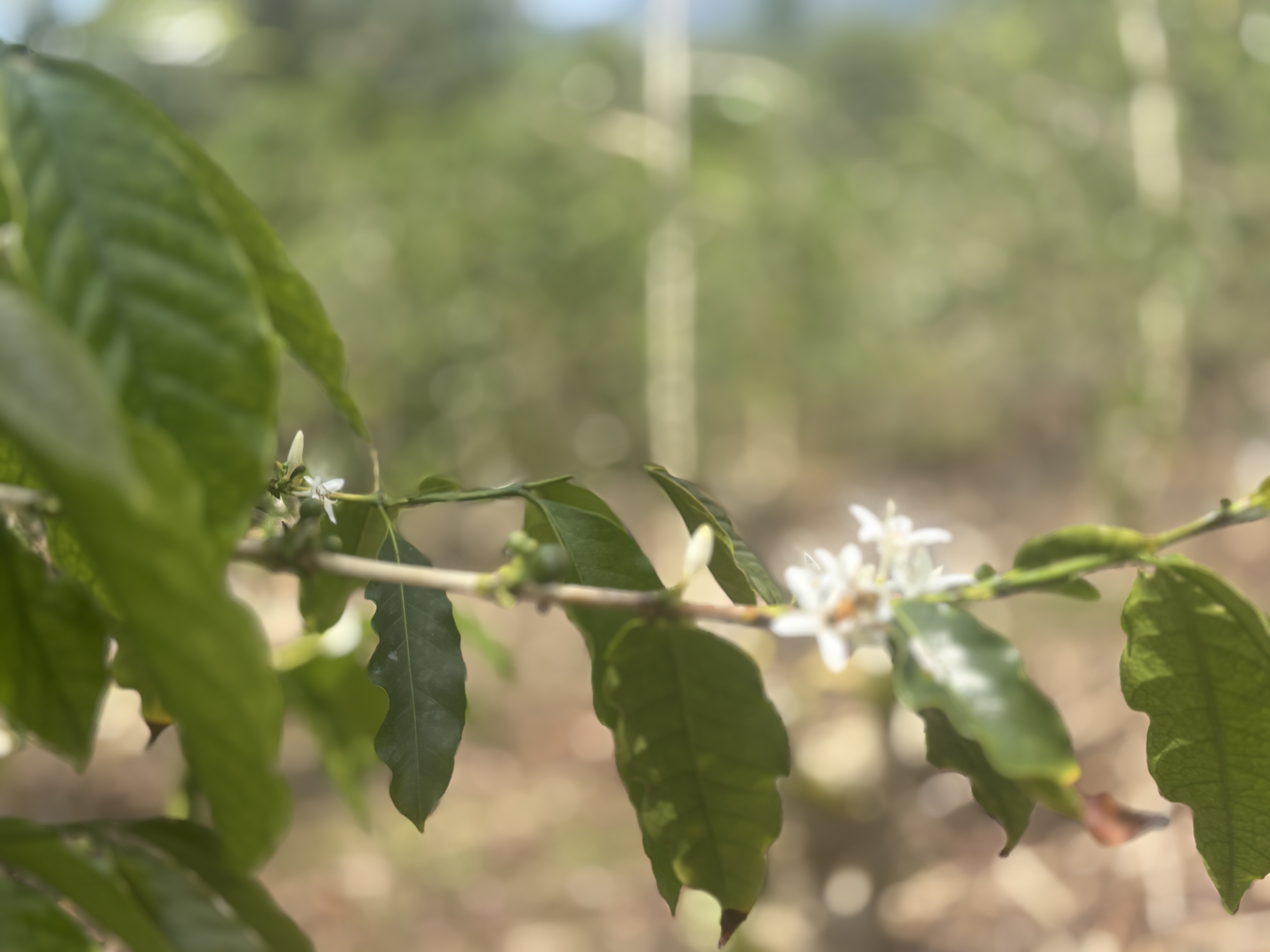 84-1226 Bruner Road Captain Cook, HI 96704 - Photo 28 of 28 a close up of a flower in a garden