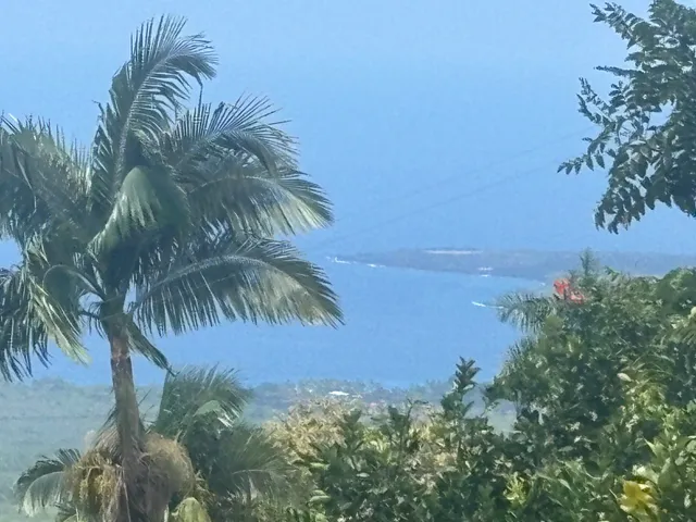 a close up of a palm trees in a yard