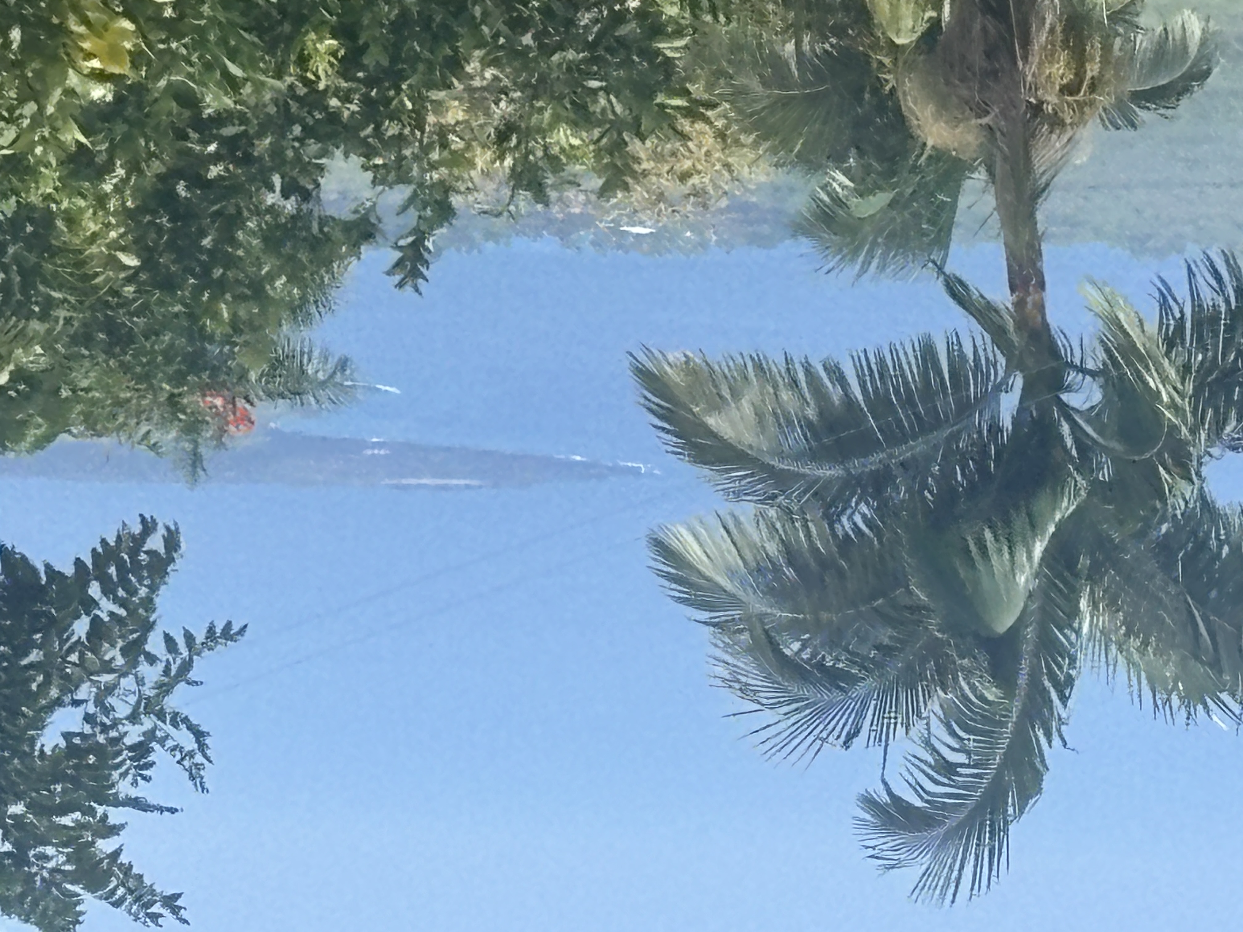 84-1226 Bruner Road Captain Cook, HI 96704 - Photo 3 of 28 a close up of a palm trees in a yard