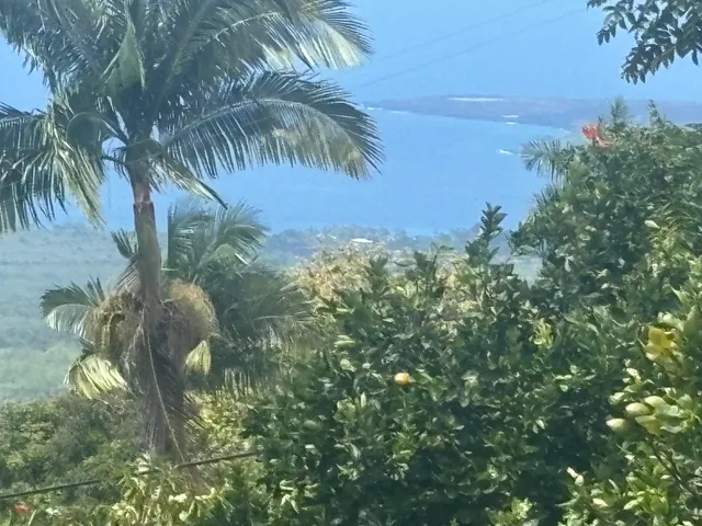 a close up of a plant in a garden