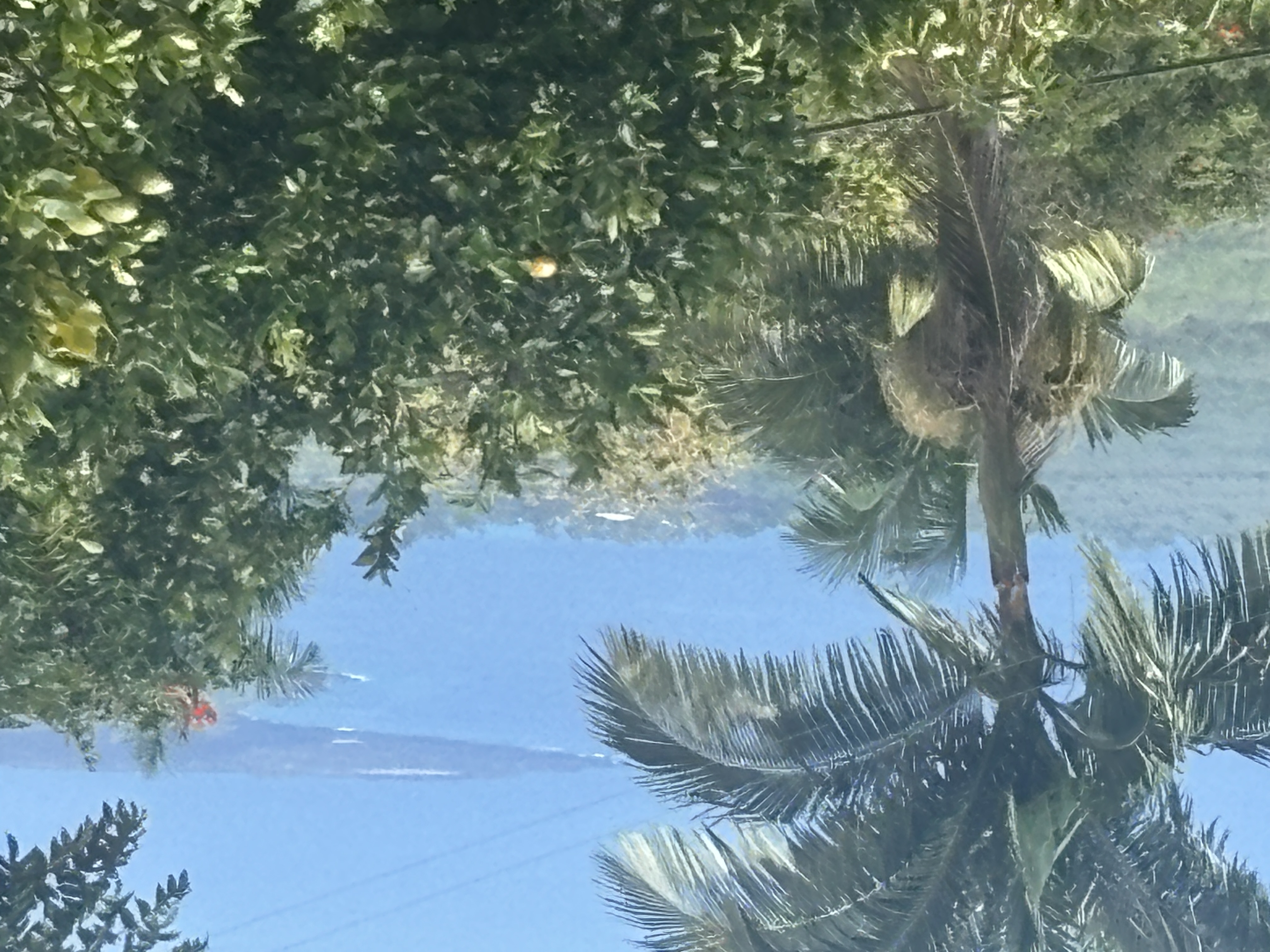 84-1226 Bruner Road Captain Cook, HI 96704 - Photo 4 of 28 a close up of a plant in a garden