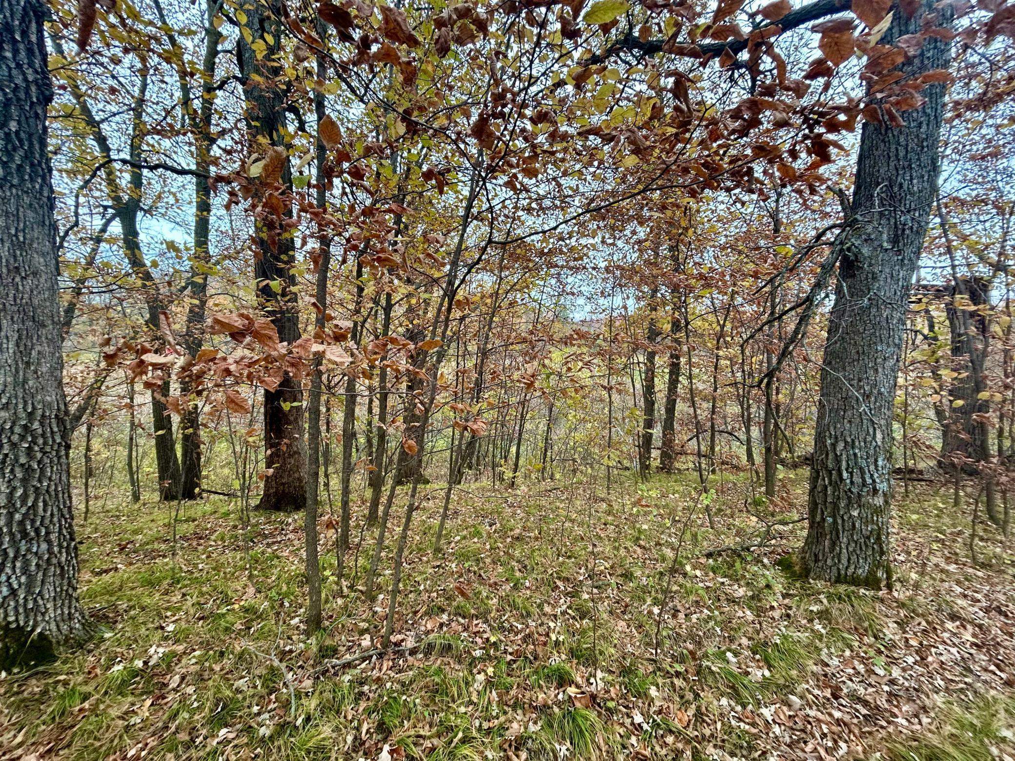 Tbd East Lake Lizzie Road Pelican Rapids, MN 56572 - Photo 7 of 16