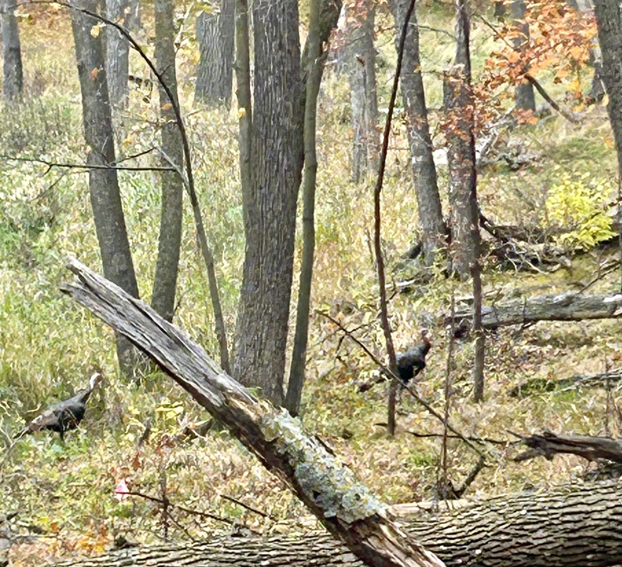 Tbd East Lake Lizzie Road Pelican Rapids, MN 56572 - Photo 9 of 16