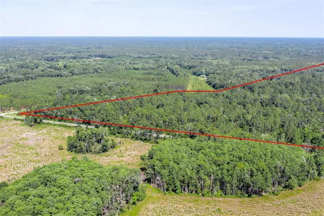 a view of a lush green forest with trees and houses