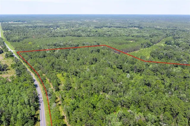 a view of a park with large trees