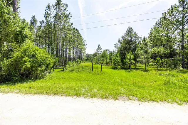a view of a park with large trees