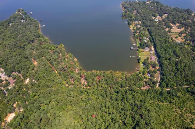 a close up of a plant in a garden