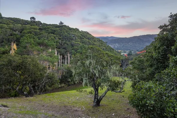 a view of a forest with a mountain in the background