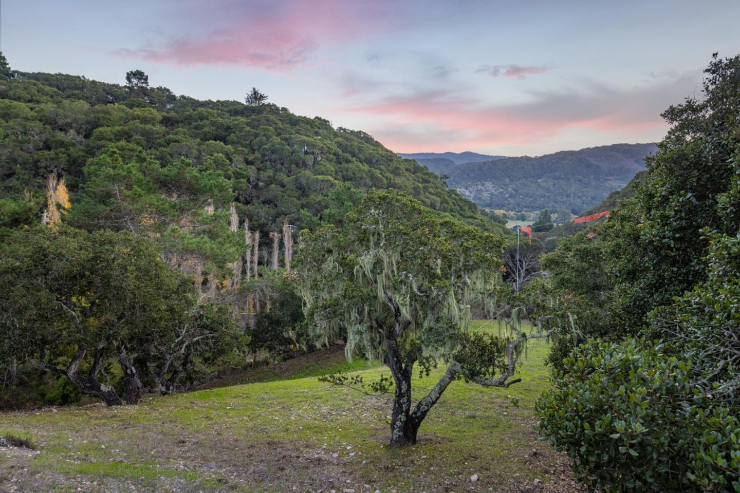 a view of a forest with a mountain in the background