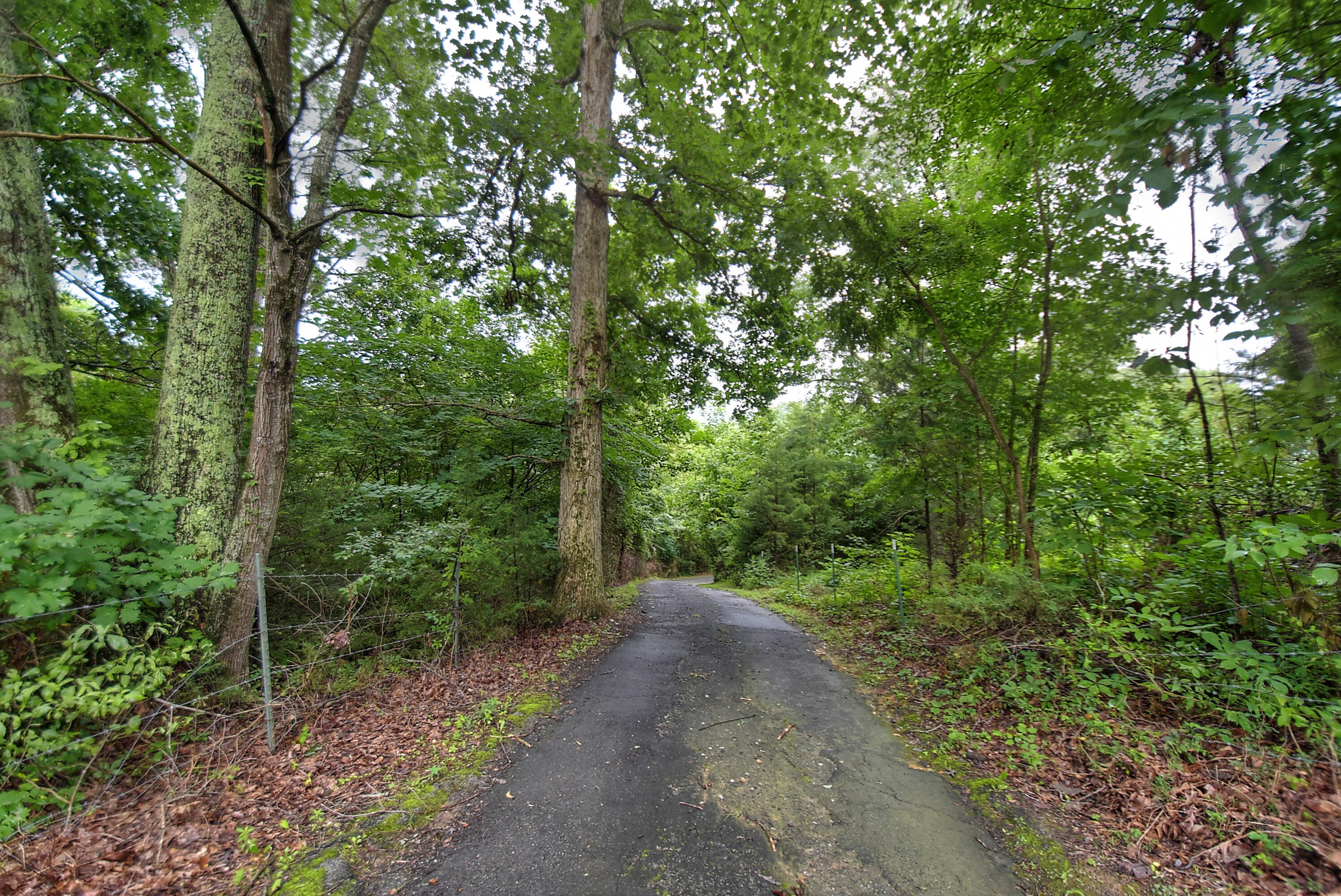 418 Horace Dillow Road Limestone, TN 37681 - Photo 5 of 57 very private drive way