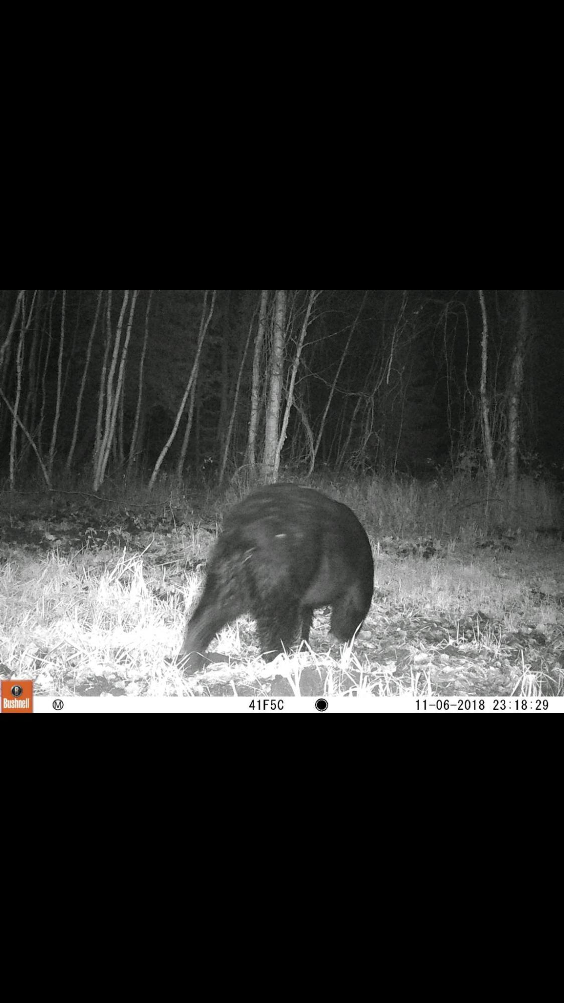 40-acres Tolan Road Spruce, MI 48762 - Photo 20 of 95 Gallery Image 20