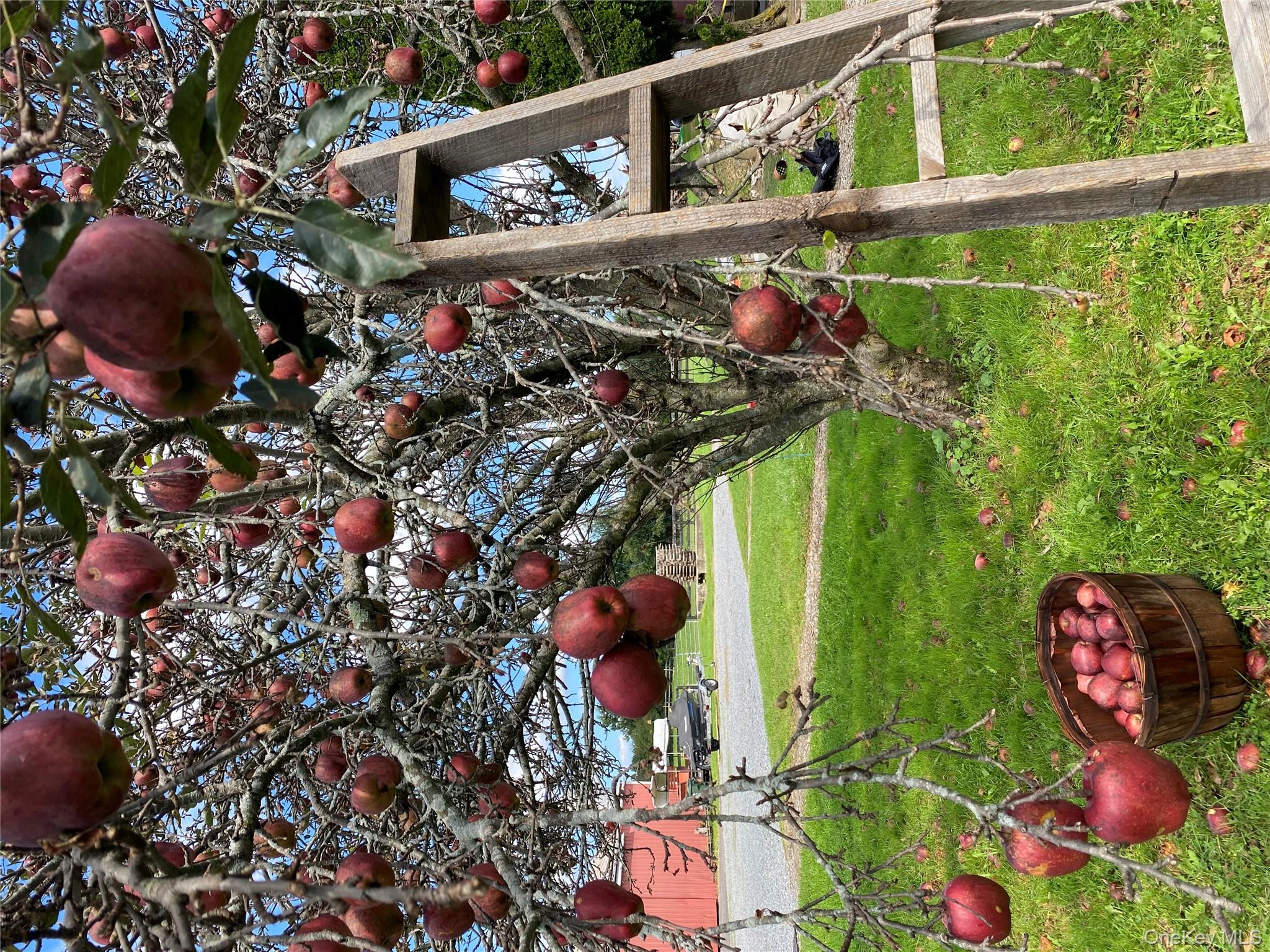 53 Day Road Campbell Hall, NY 10916 - Photo 30 of 31 a view of a wooden house with a yard and potted plants