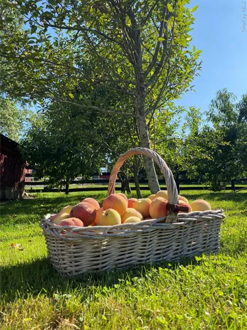 a view of a yard with large trees