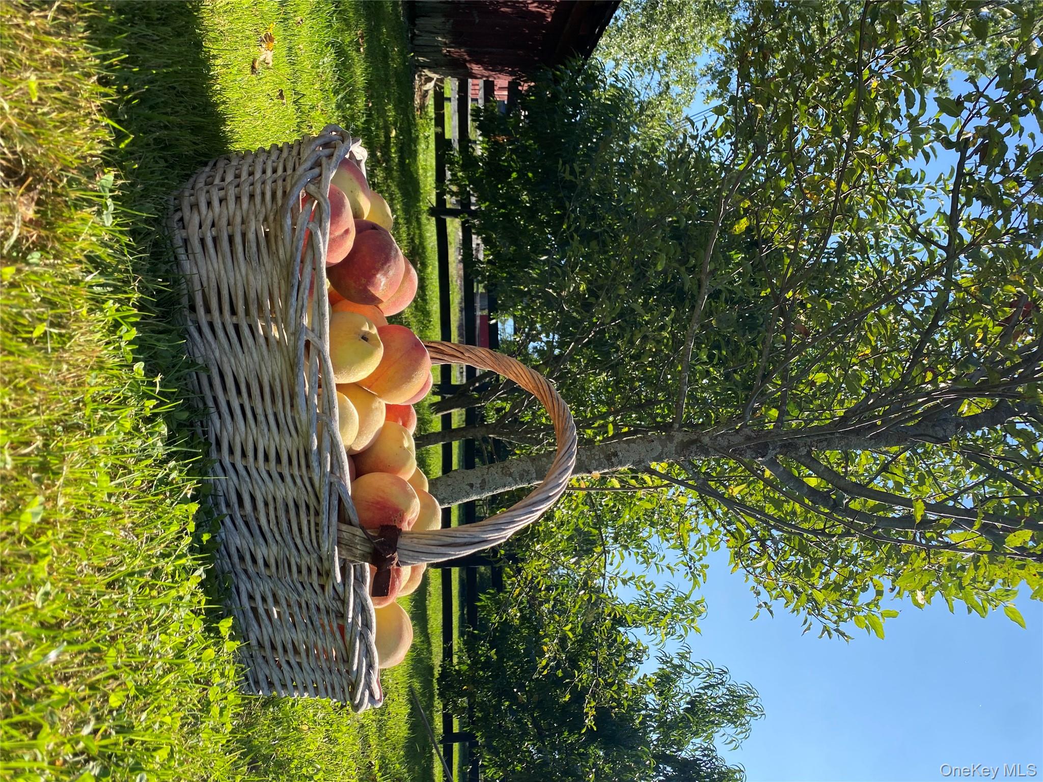 53 Day Road Campbell Hall, NY 10916 - Photo 31 of 31 a view of a yard with large trees