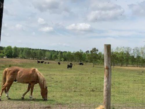 Tbd Moses Dingle Road Summerton, SC 29148 - Photo 1 of 10 MosesDinglemain