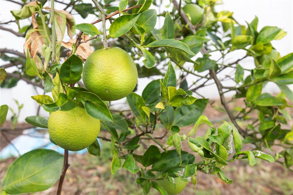 5701 Mossberg Drive New Port Richey, FL 34655 - Photo 51 of 58 a view of a flower in a garden