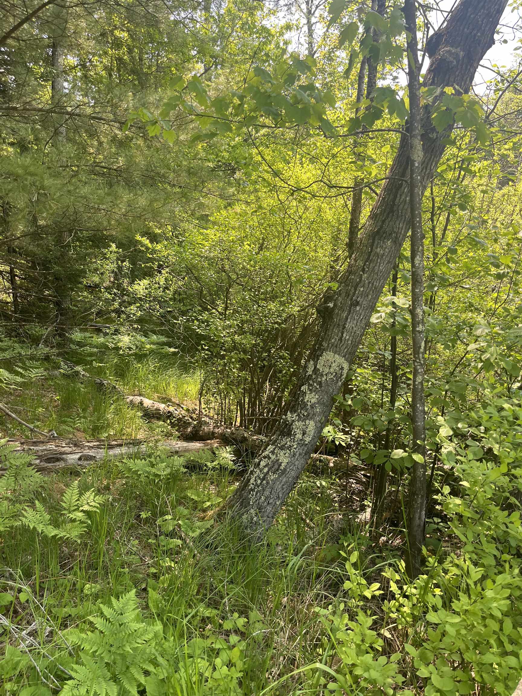 Lake John Road Lakewood, WI 54138 - Photo 2 of 3