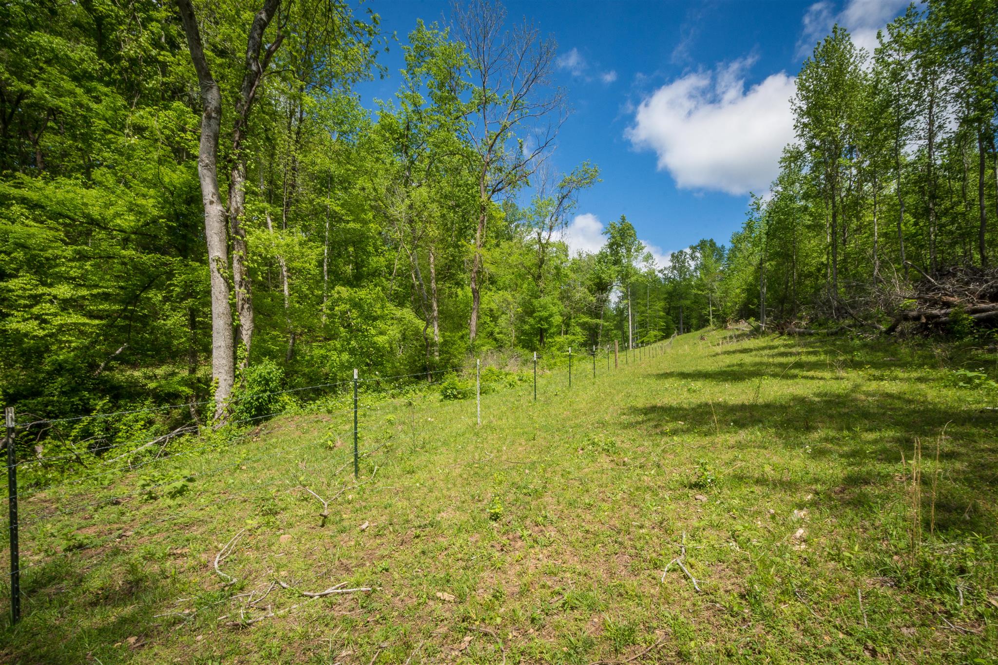 0 Tatum Road Pulaski, TN 38478 - Photo 11 of 30 a view of a golf course with a tree