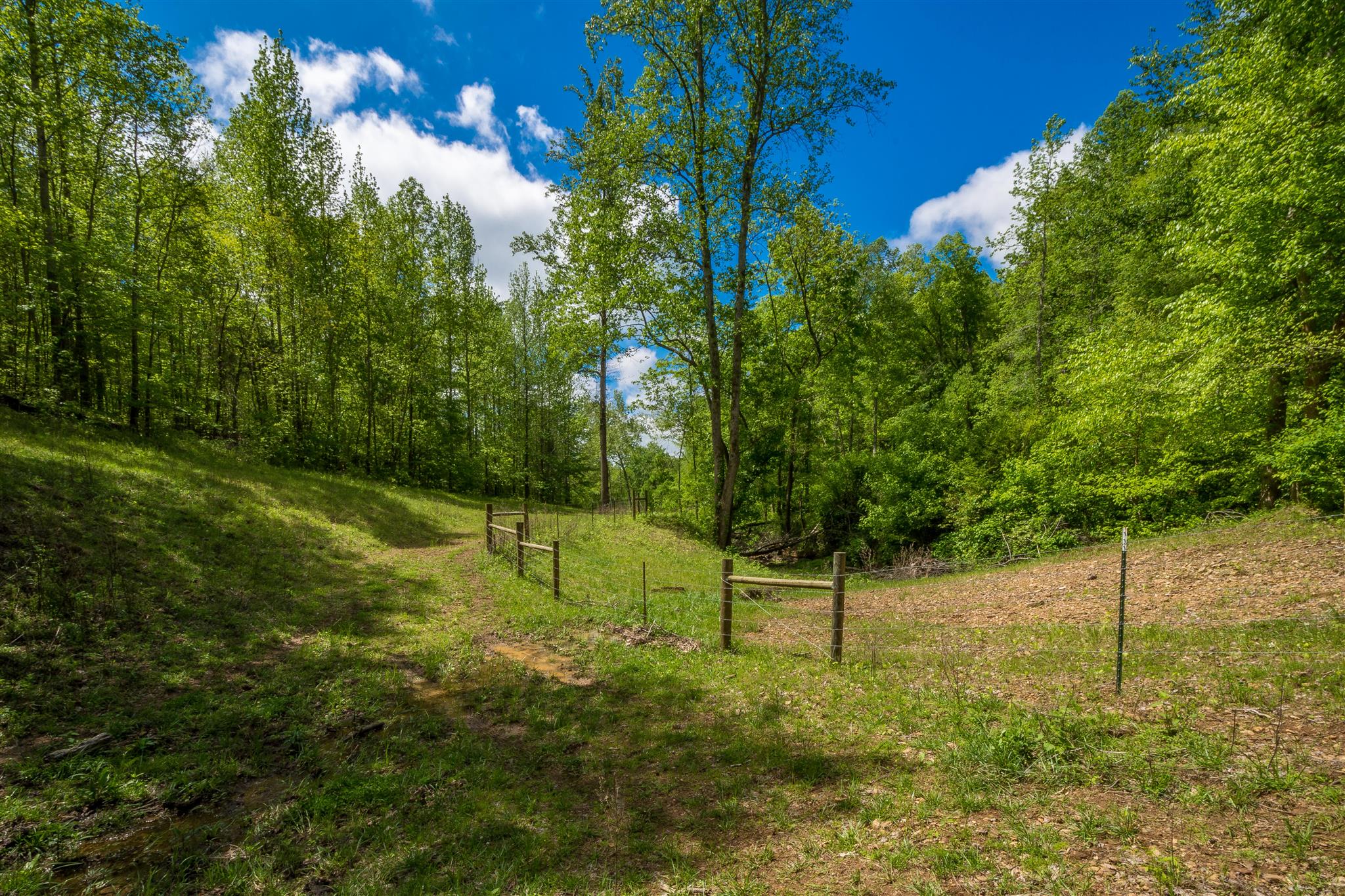 0 Tatum Road Pulaski, TN 38478 - Photo 12 of 30 a view of a backyard
