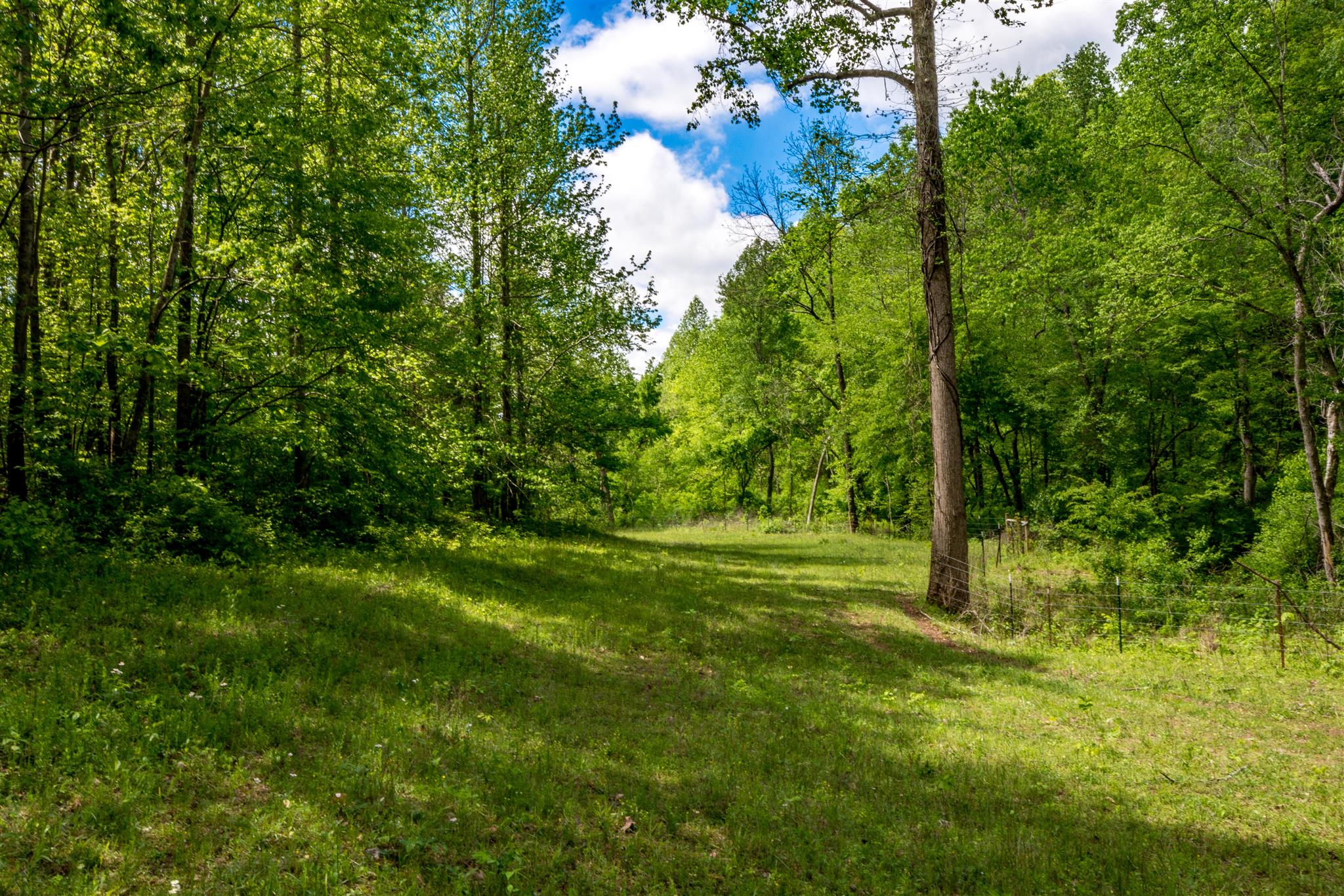 0 Tatum Road Pulaski, TN 38478 - Photo 13 of 30 a view of yard with green space