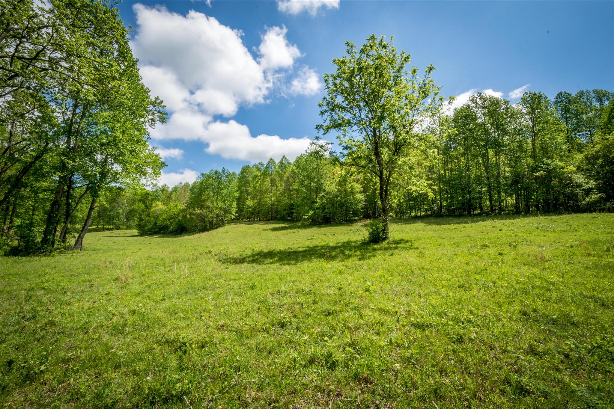 0 Tatum Road Pulaski, TN 38478 - Photo 17 of 30 a backyard of a house with lots of green space