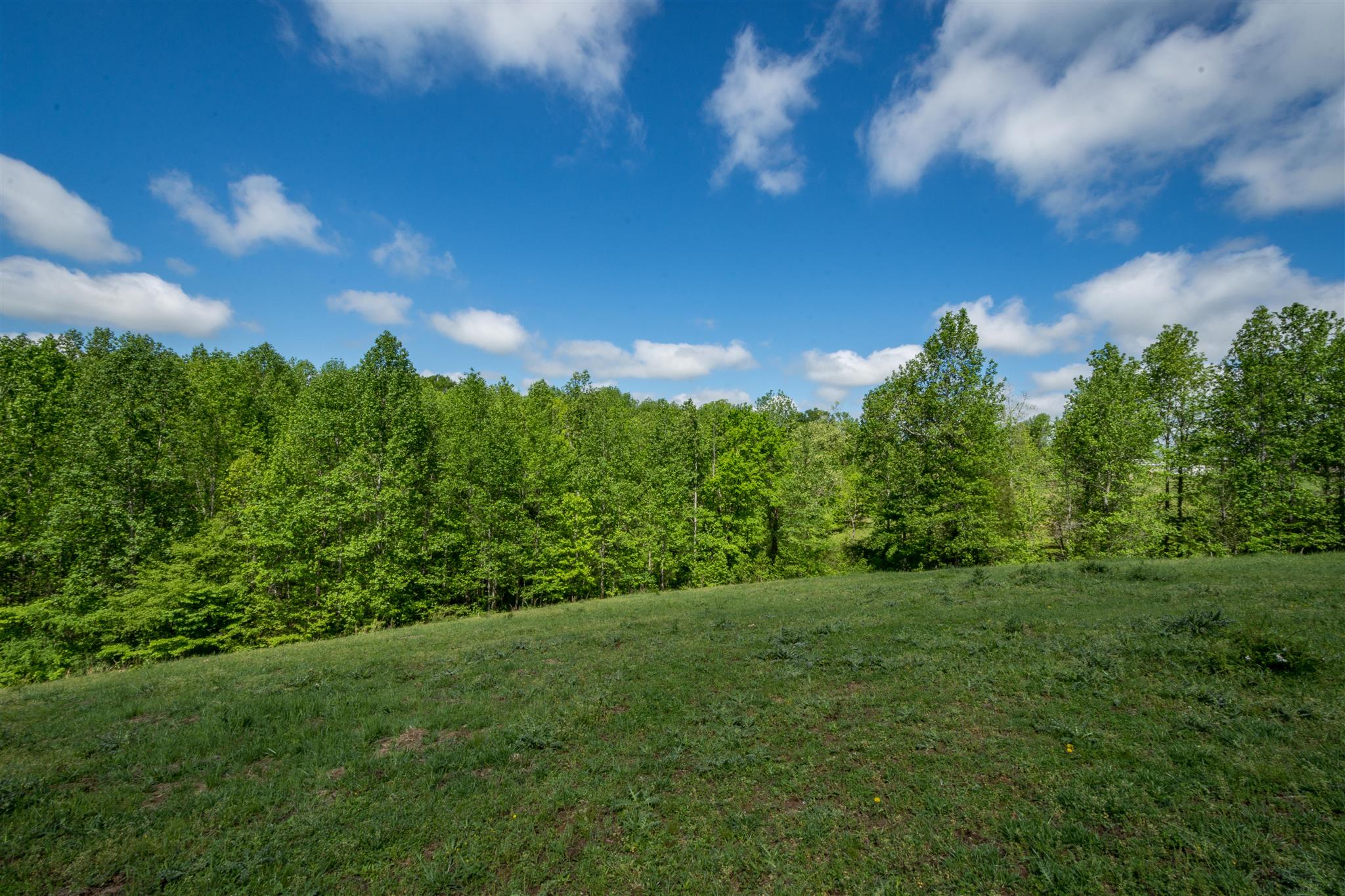 0 Tatum Road Pulaski, TN 38478 - Photo 4 of 30 a view of a big yard with plants and a large tree