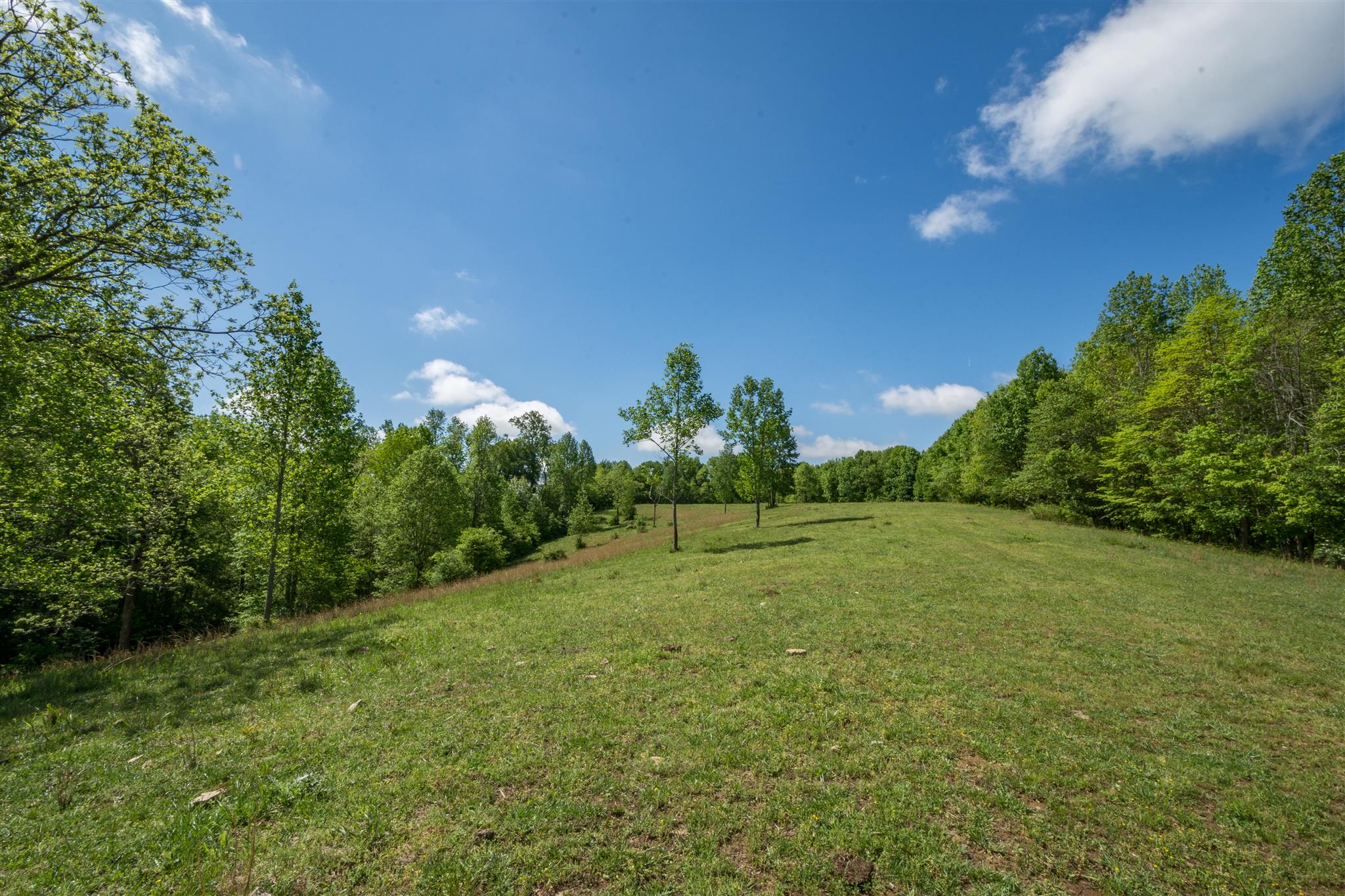 0 Tatum Road Pulaski, TN 38478 - Photo 5 of 30 a view of a green field with lots of bushes