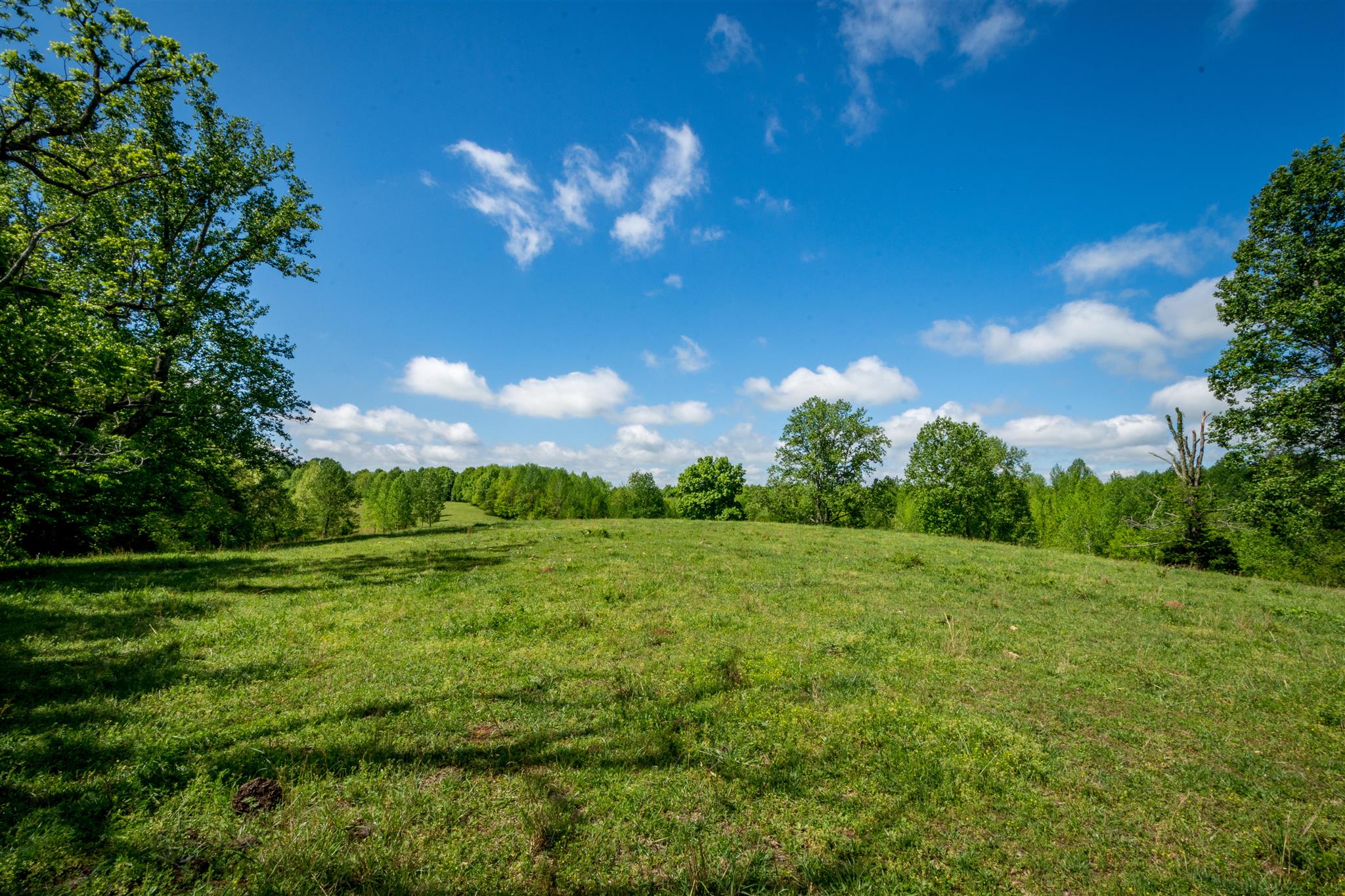 0 Tatum Road Pulaski, TN 38478 - Photo 6 of 30 a view of a big yard