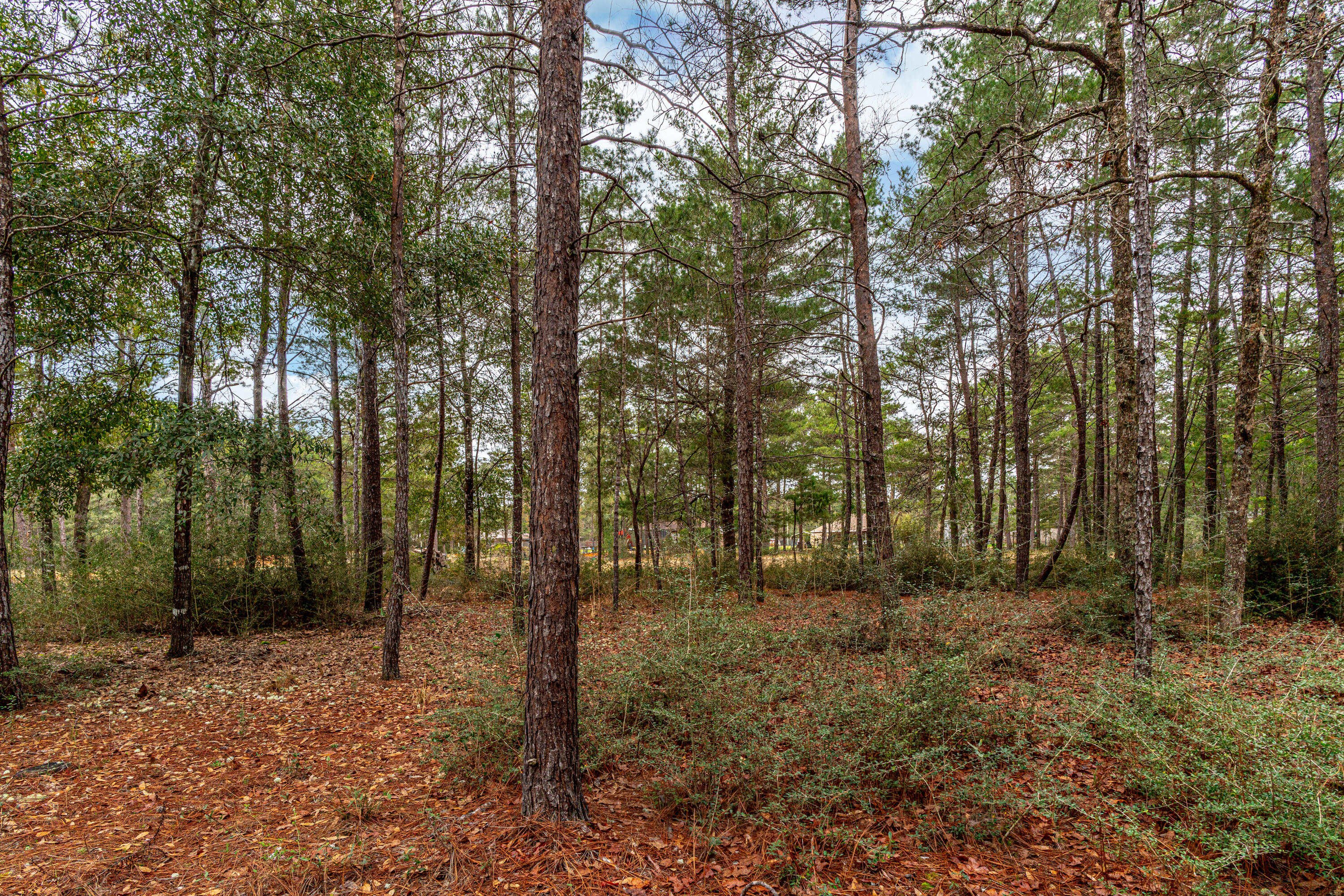 4037 Randi Road Crestview, FL 32539 - Photo 42 of 44 Lush Wooded Area